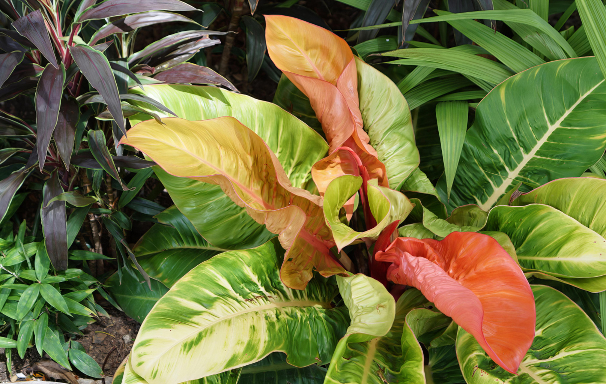 彩虹肖竹芋为多年生草本植物,具有观赏价值.喜半阴凉环境,不耐强光照