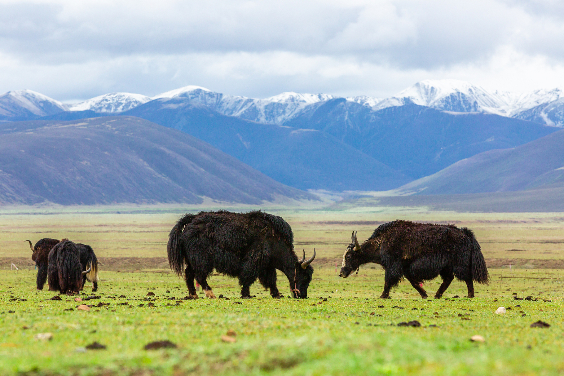 [原文:年节好物:青藏牦牛肉