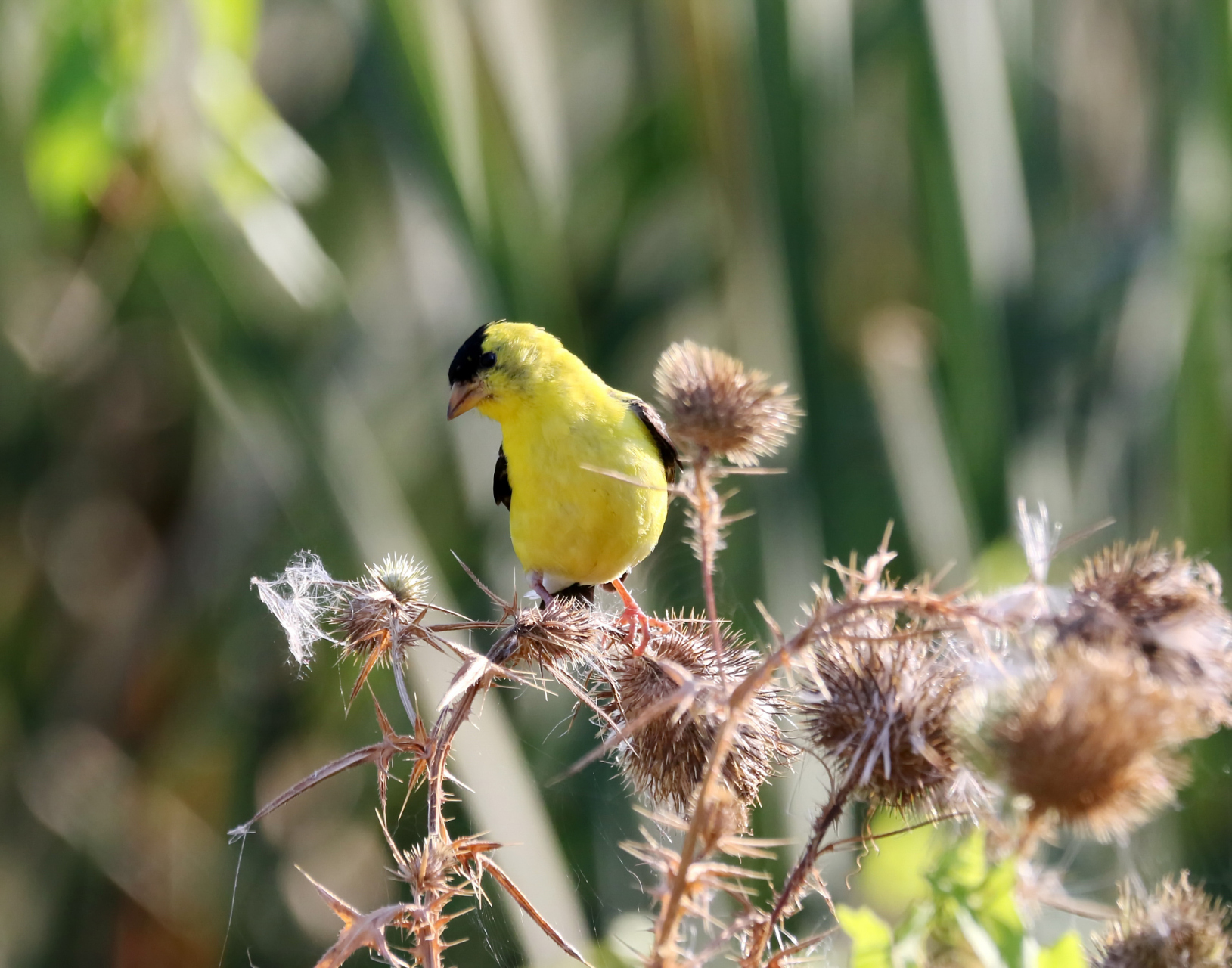 黄雀又名黄鸟,金雀,芦花黄雀,属雀形目,雀科.