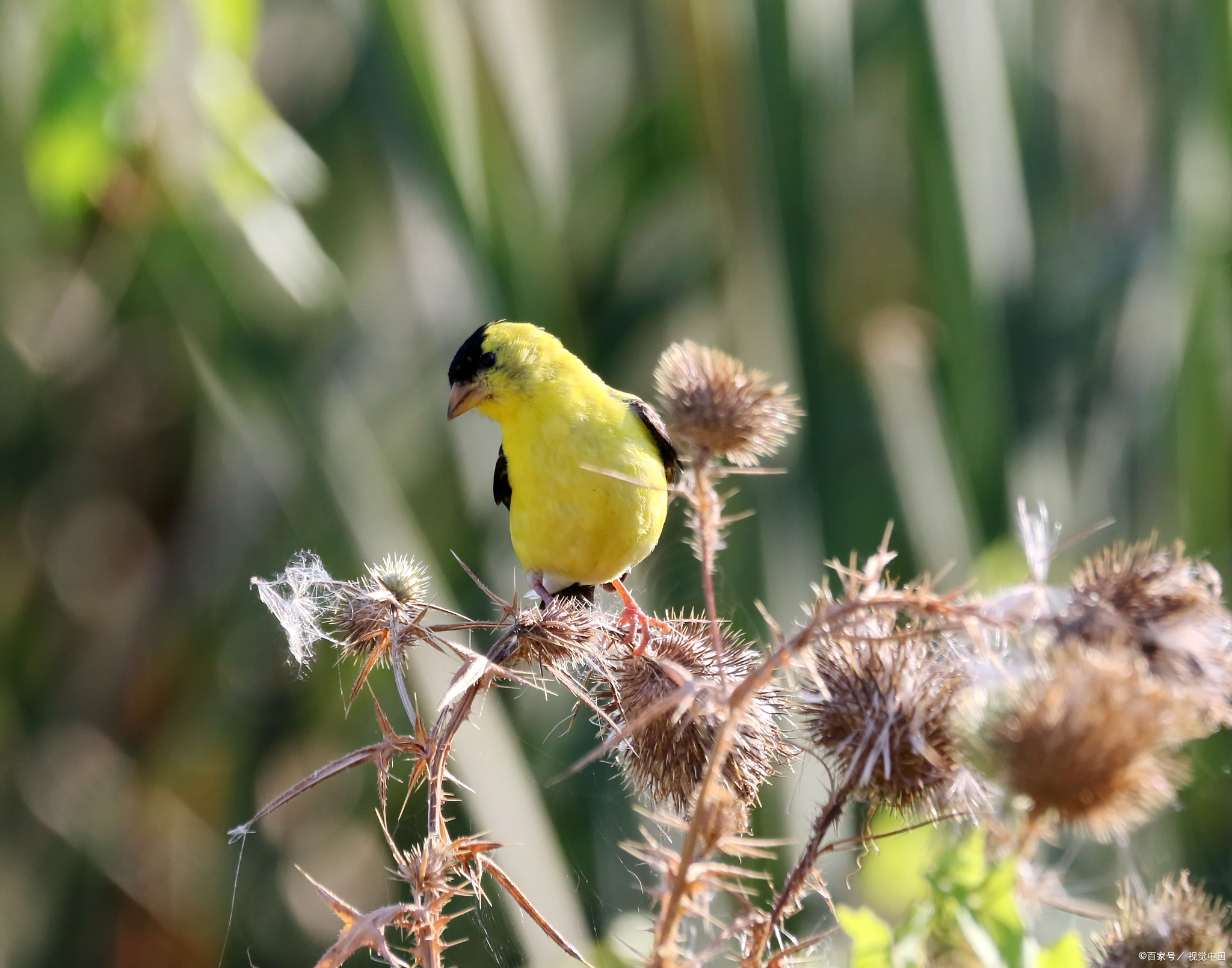 黄雀又名黄鸟,金雀,芦花黄雀,属雀形目,雀科.