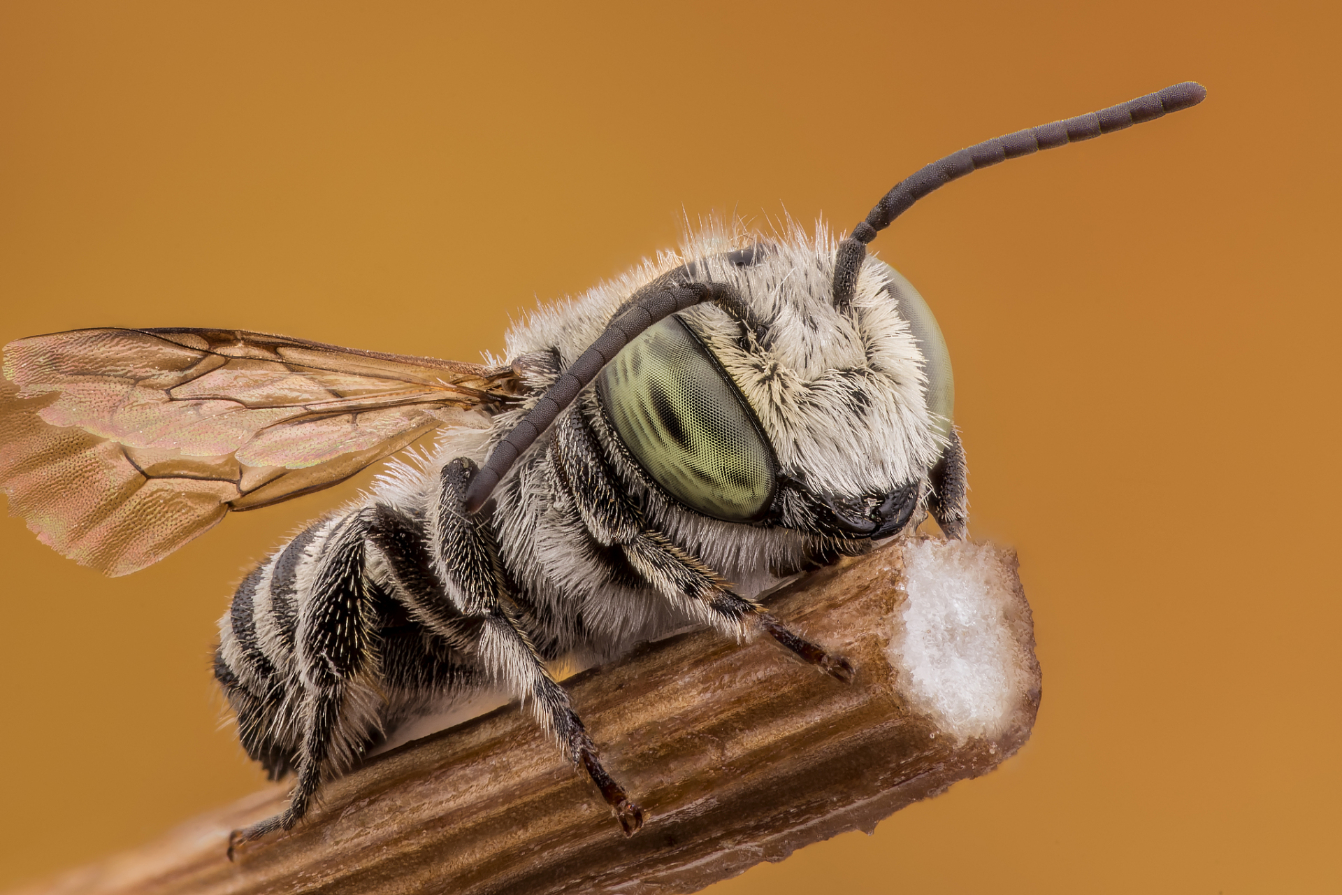 蜜蜂的小秘密: 蜜蜂的飞行速度与其体型不符.