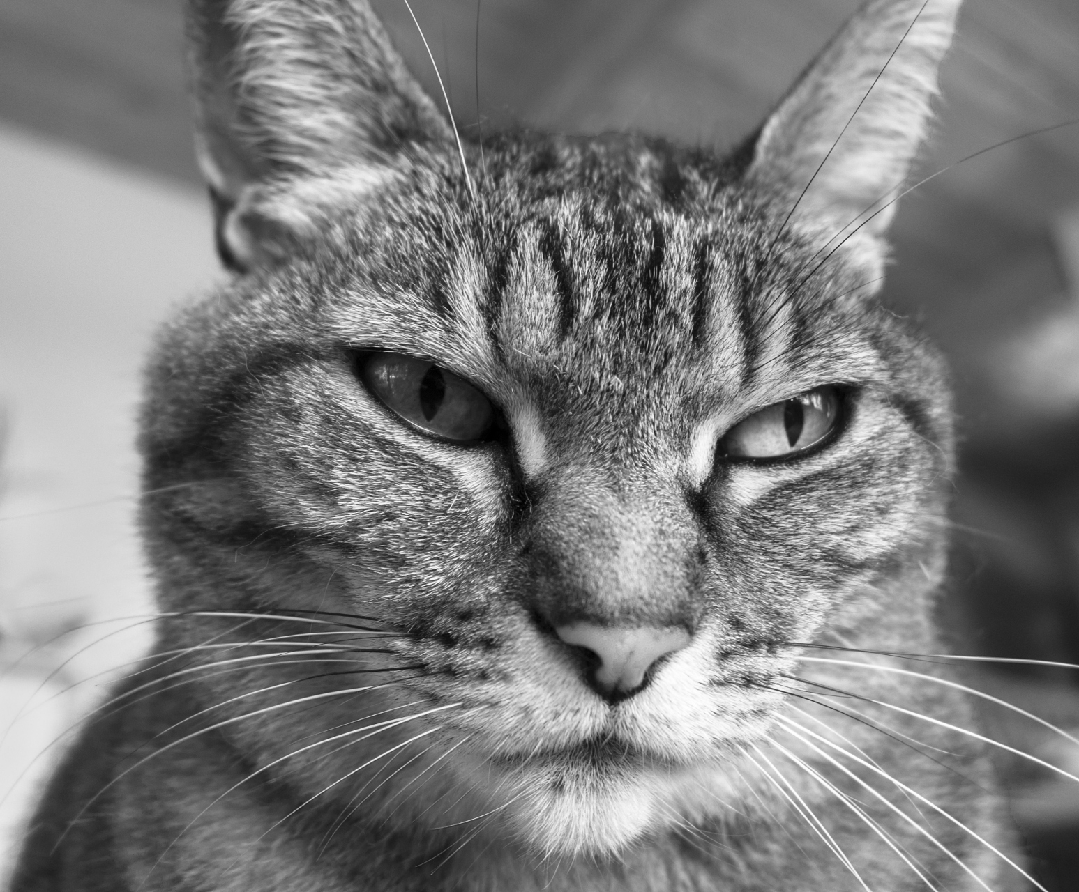 大家好,今天我要与大家分享关于如何让你的猫咪成为真正的"霸道酌裁