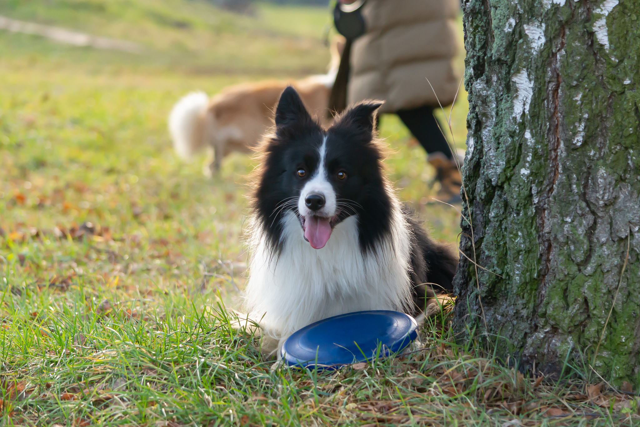 训练你的边境牧羊犬:打造一只聪明,勇敢和忠诚的工作犬!