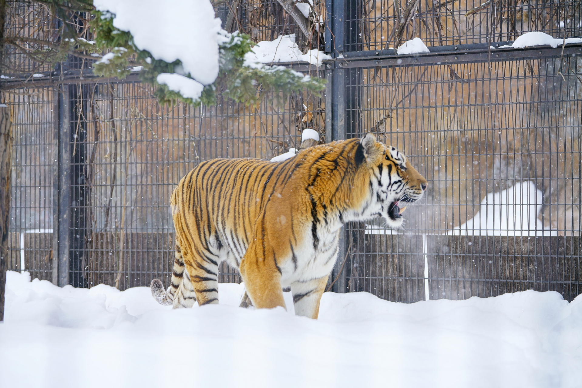 东北虎在雪地中排队等待被泼雪,这一行为不仅是娱乐,更是展现其适应