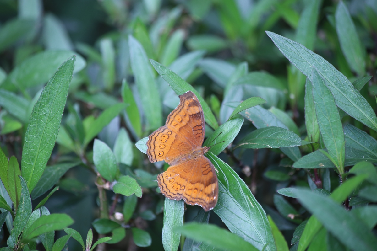 吃蜂蜜的蝴蝶图片(吃蜂蜜表情包) 吃蜂蜜的蝴蝶图片(吃蜂蜜表情包)