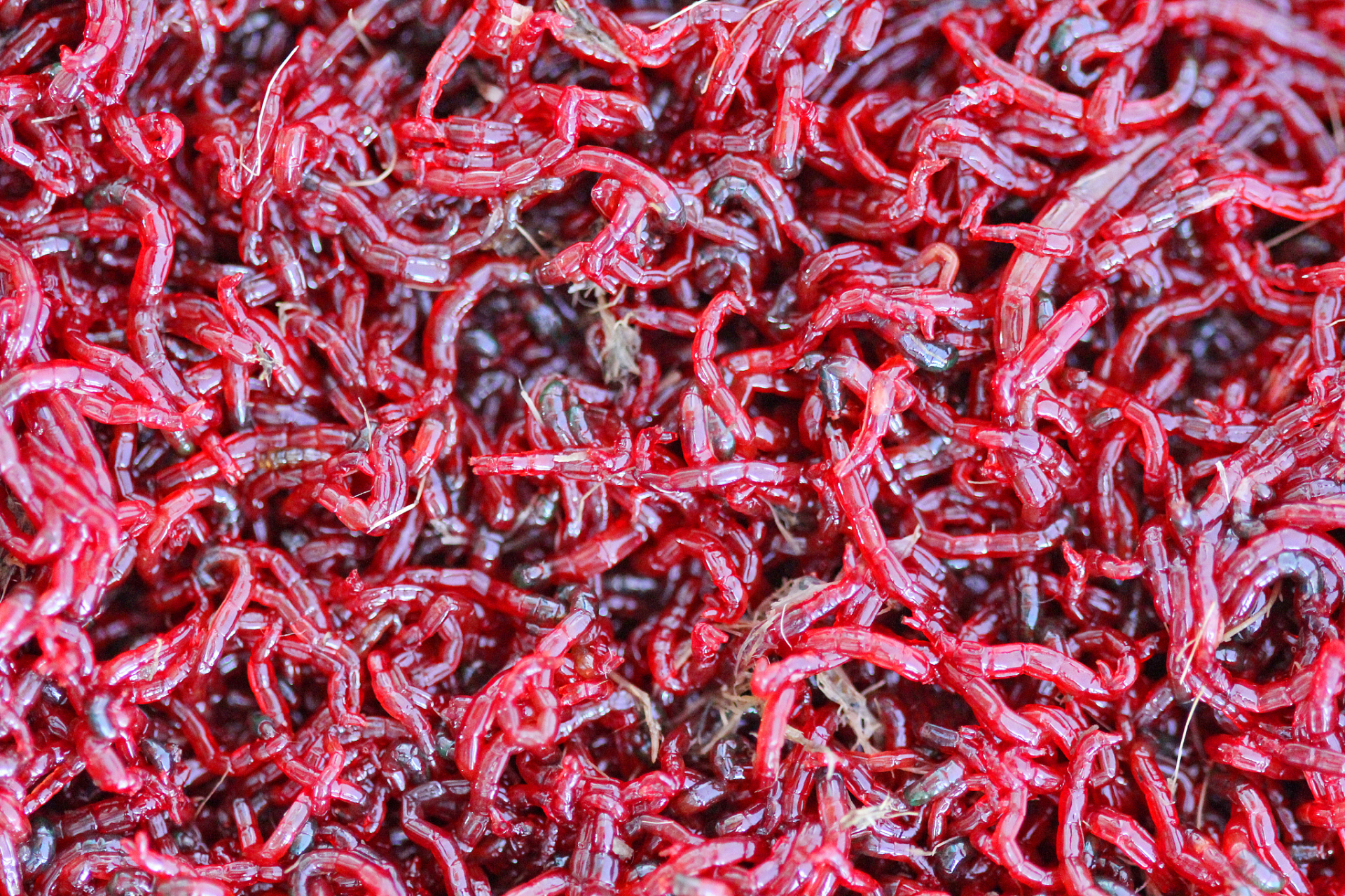 红虫颗粒具有浓郁腥味和留窝性,能吸引鲫鱼并提高钓获量