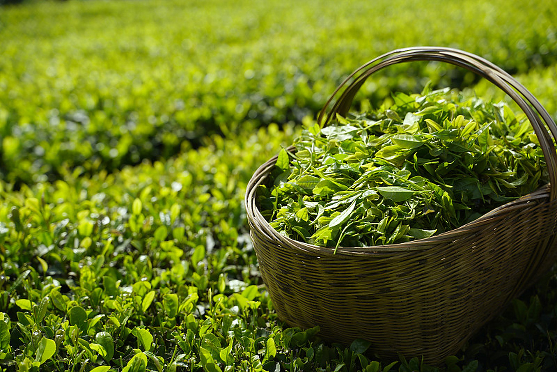 什么是茶艺? 茶叶,俗称茶,一般包括茶树的叶子和芽