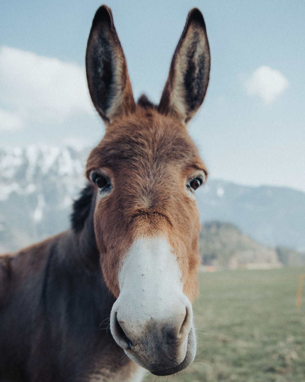 "马户不知道自己是头驴,又鸟知道是只鸡"这样的人太多了.