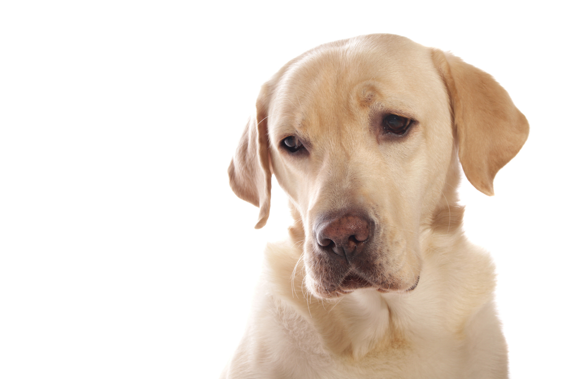 拉布拉多犬的平均寿命是12到15年,但你知道吗?