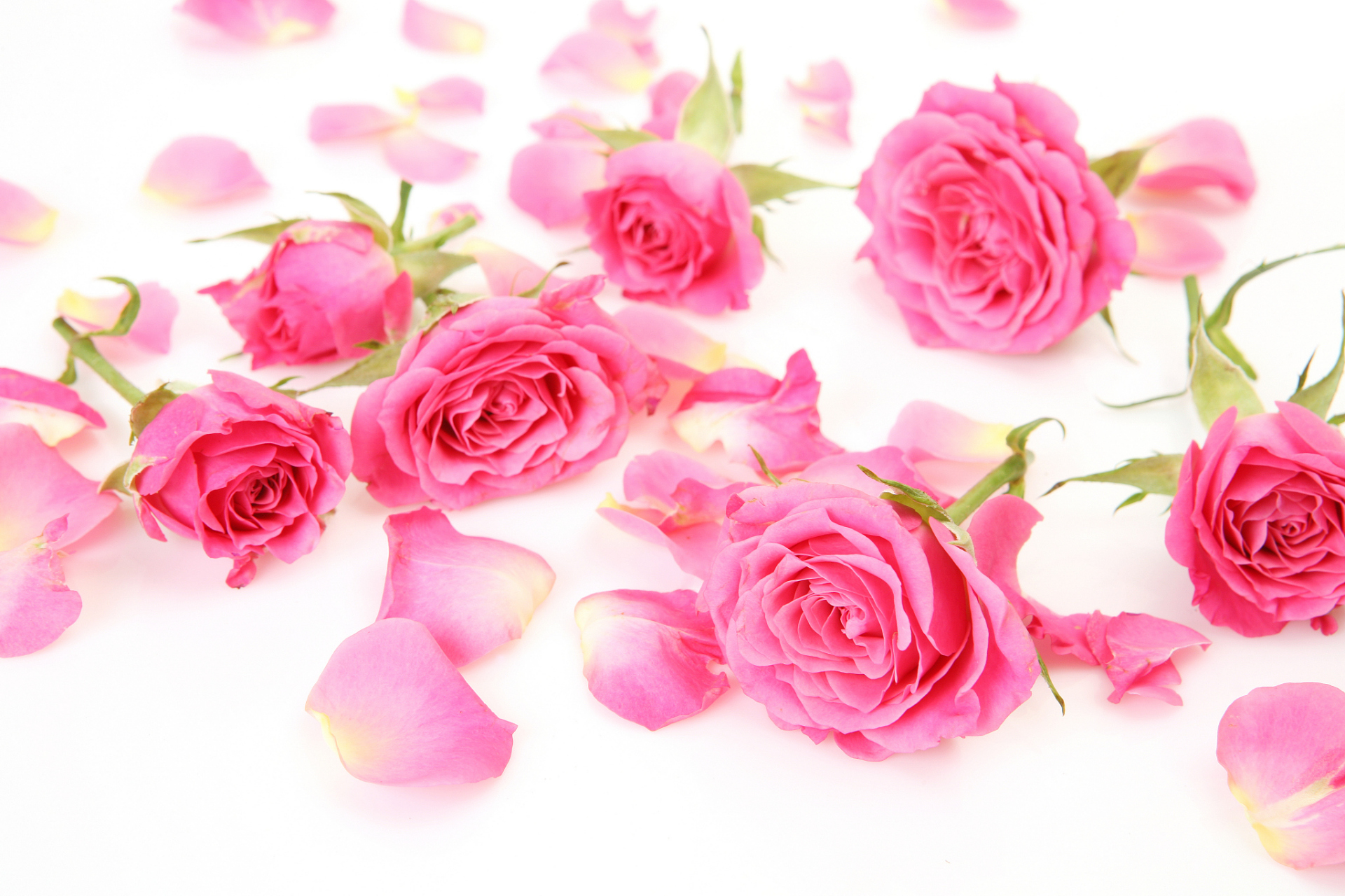 玫瑰花和桃花一起泡水喝吗	 一般情况下,玫瑰花与桃花的调理功效是不