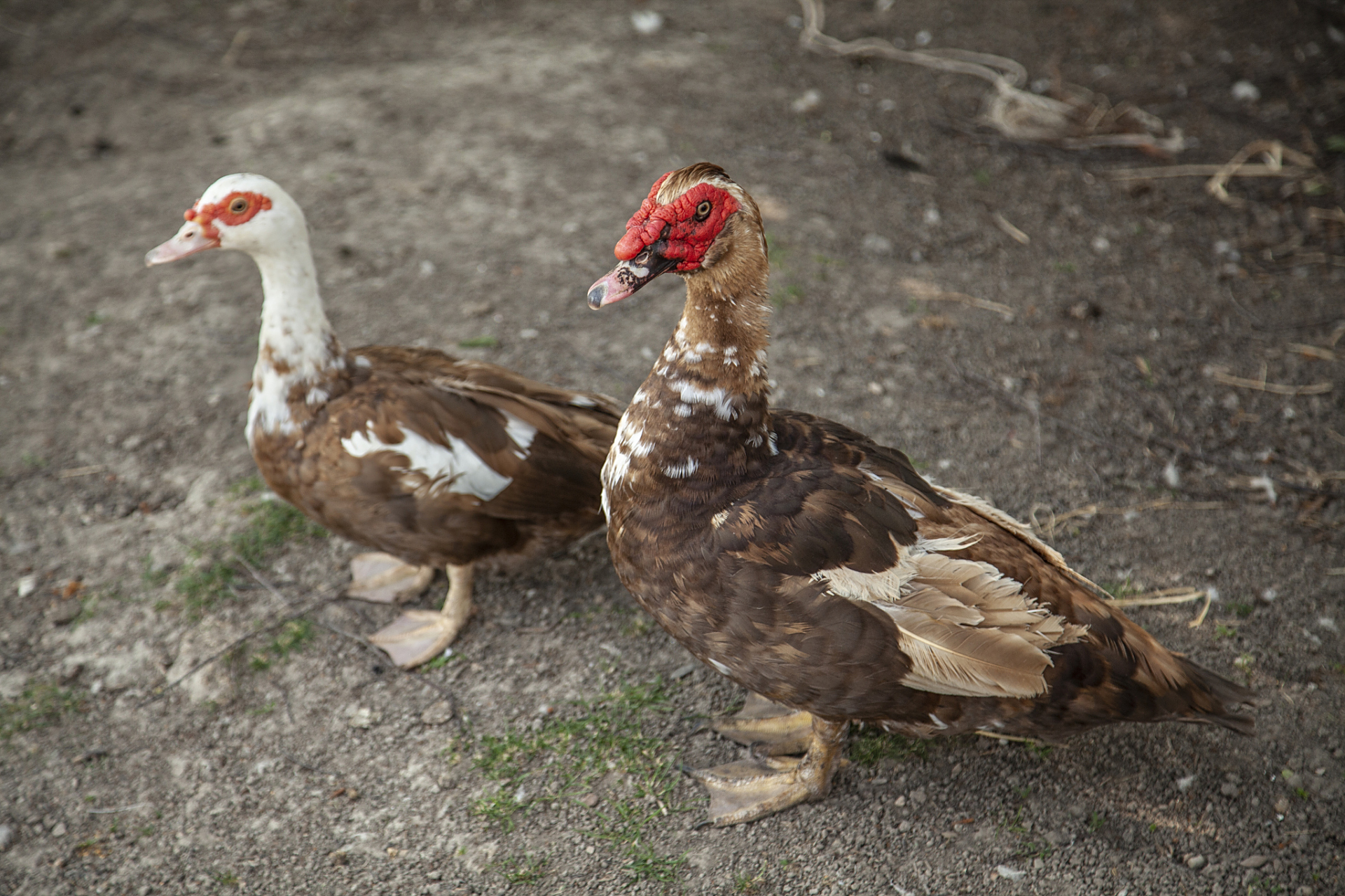 为了提高番鸭的产蛋量和品质,需要提供适宜的营养和环境条件,并保持其