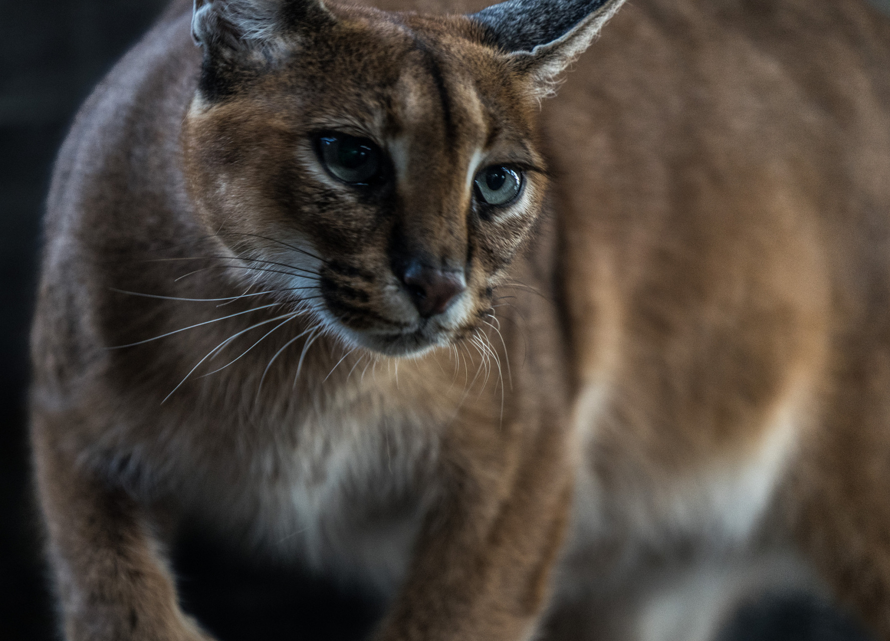 摘要: 狞猫作为野生猫科动物,虽有神秘外表但难以驯服,引发了人们对其