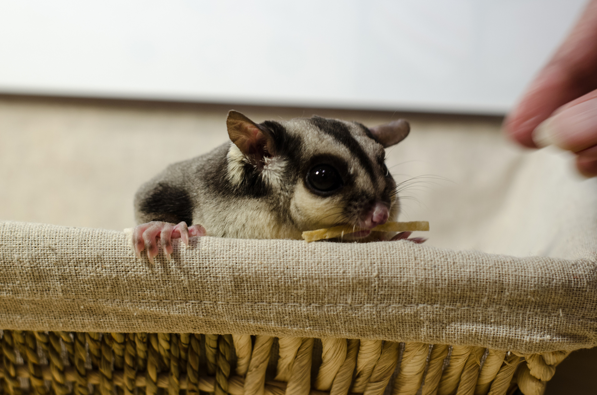 首先,小蜜袋鼯非常可爱,它们有着光滑的皮毛和迷人的大眼睛.