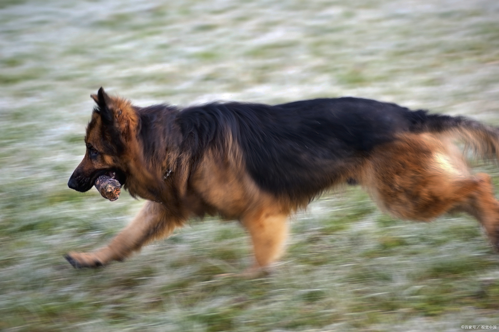 马犬vs德牧:从产地到性格,全面了解两大牧羊犬的终极差异!