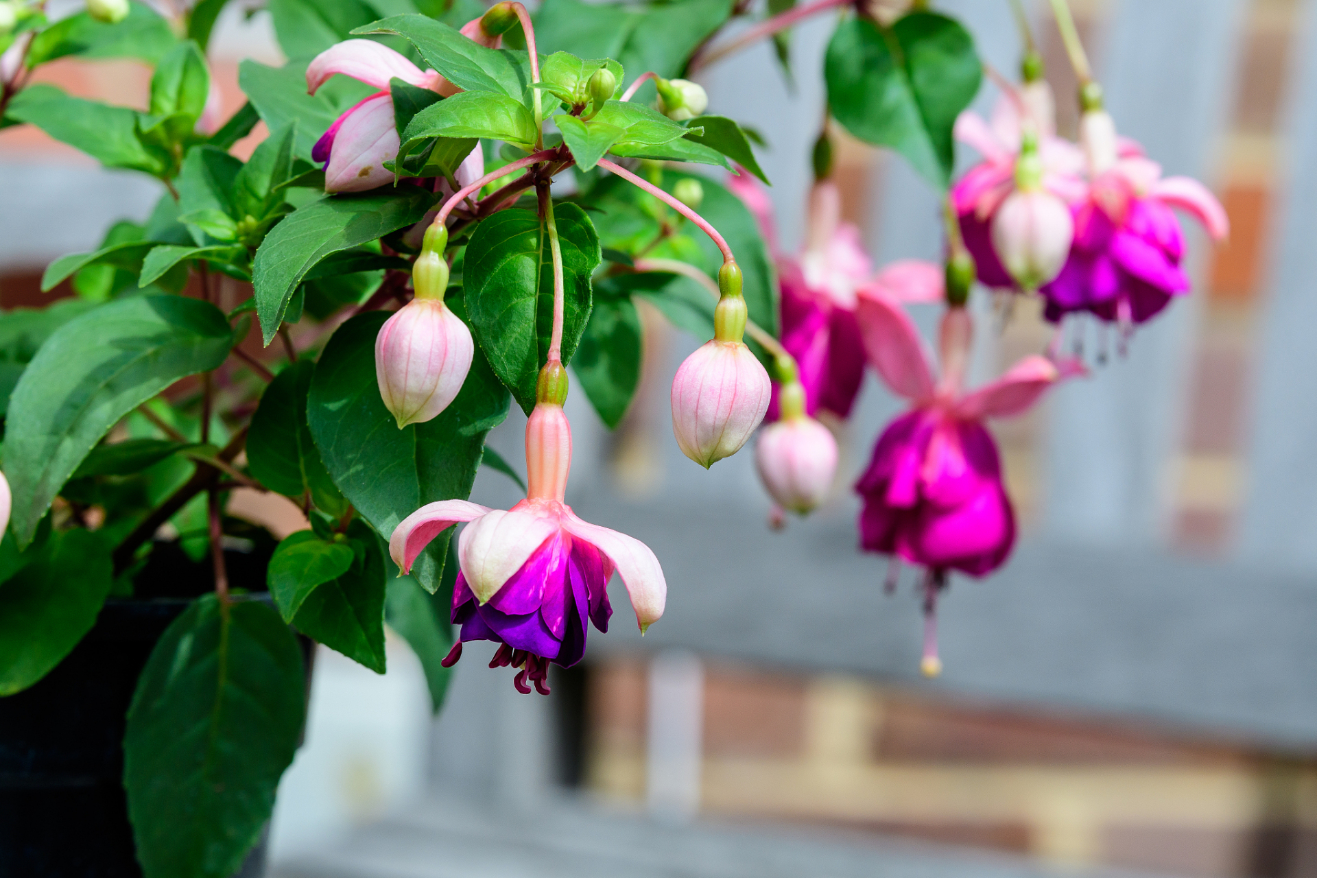 灯笼花是一种观赏植物,适合装饰花园或室内空间.