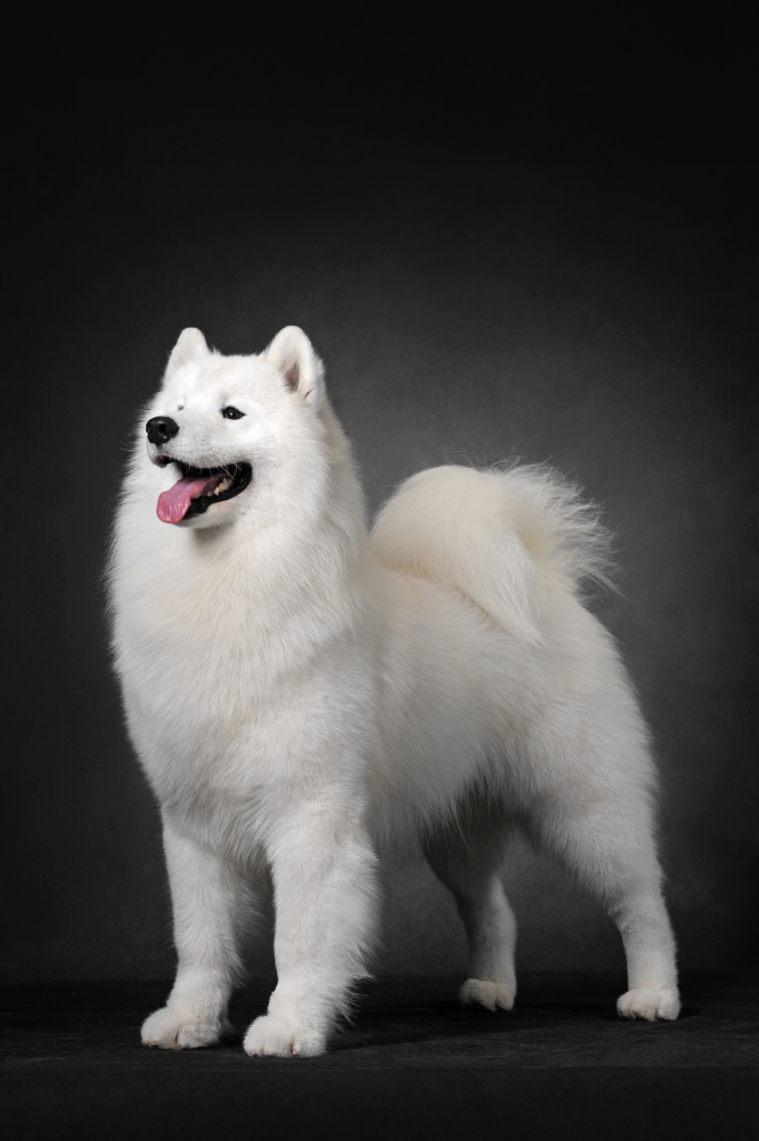 萨摩耶犬有着非常引人注目的外表,体格强健却不惹麻烦:雪白的皮毛
