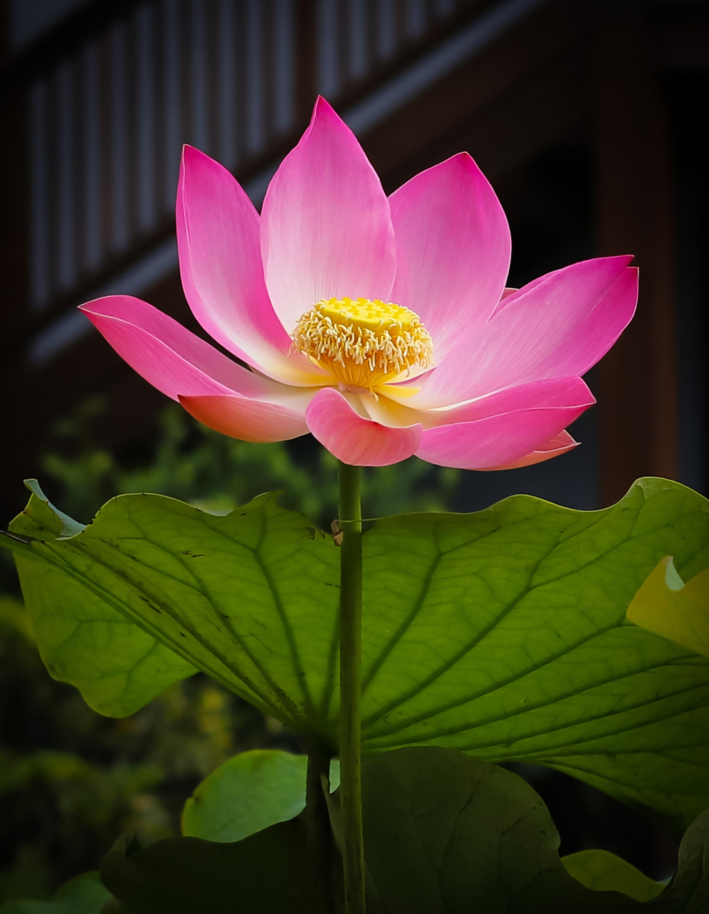 万千繁华归于零,唯有六字一念真. 人生路远有缘会,同愿同心同称名.