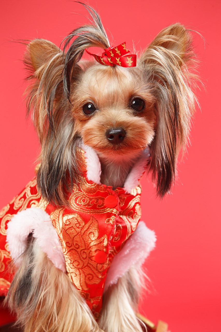 约克夏梗(yorkshire terrier),简称约克夏或约克郡梗,是一种小型犬种