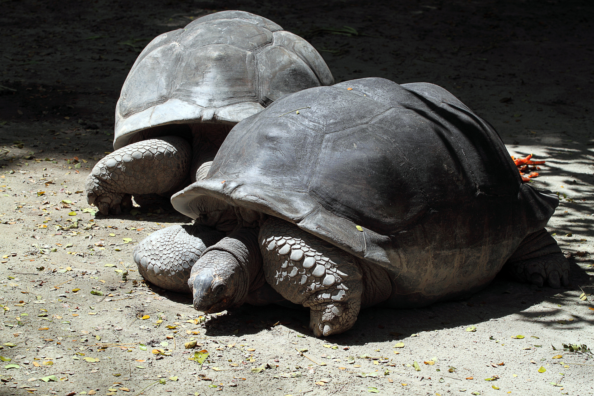 亚巨龟是一种杂食性龟,需提供充足的活动空间和适宜