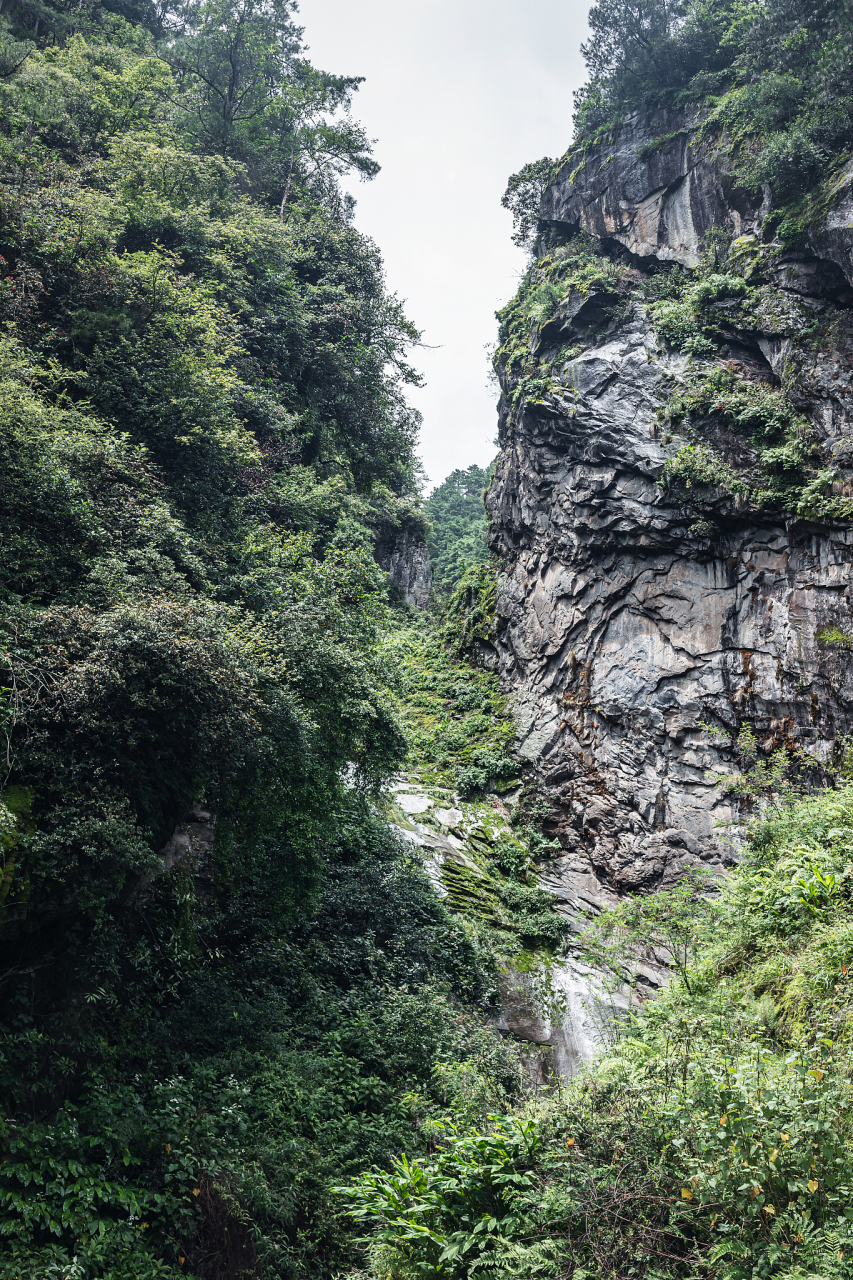 盘县大洞竹海图片