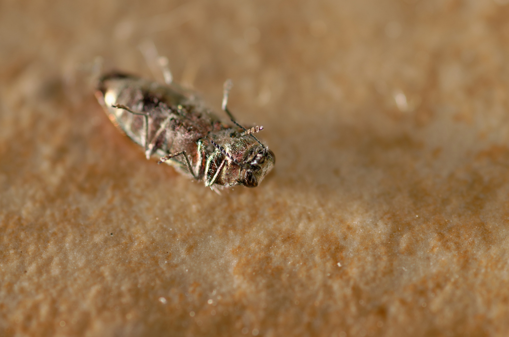 蜈蚣毒性较强,夜间活动;蚰蜒毒性较弱,夏季秋季活跃.