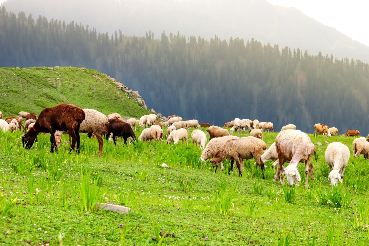 新疆伊犁乌孙山的春牧图,如诗如画,展现了人与自然和谐共生的美丽画面