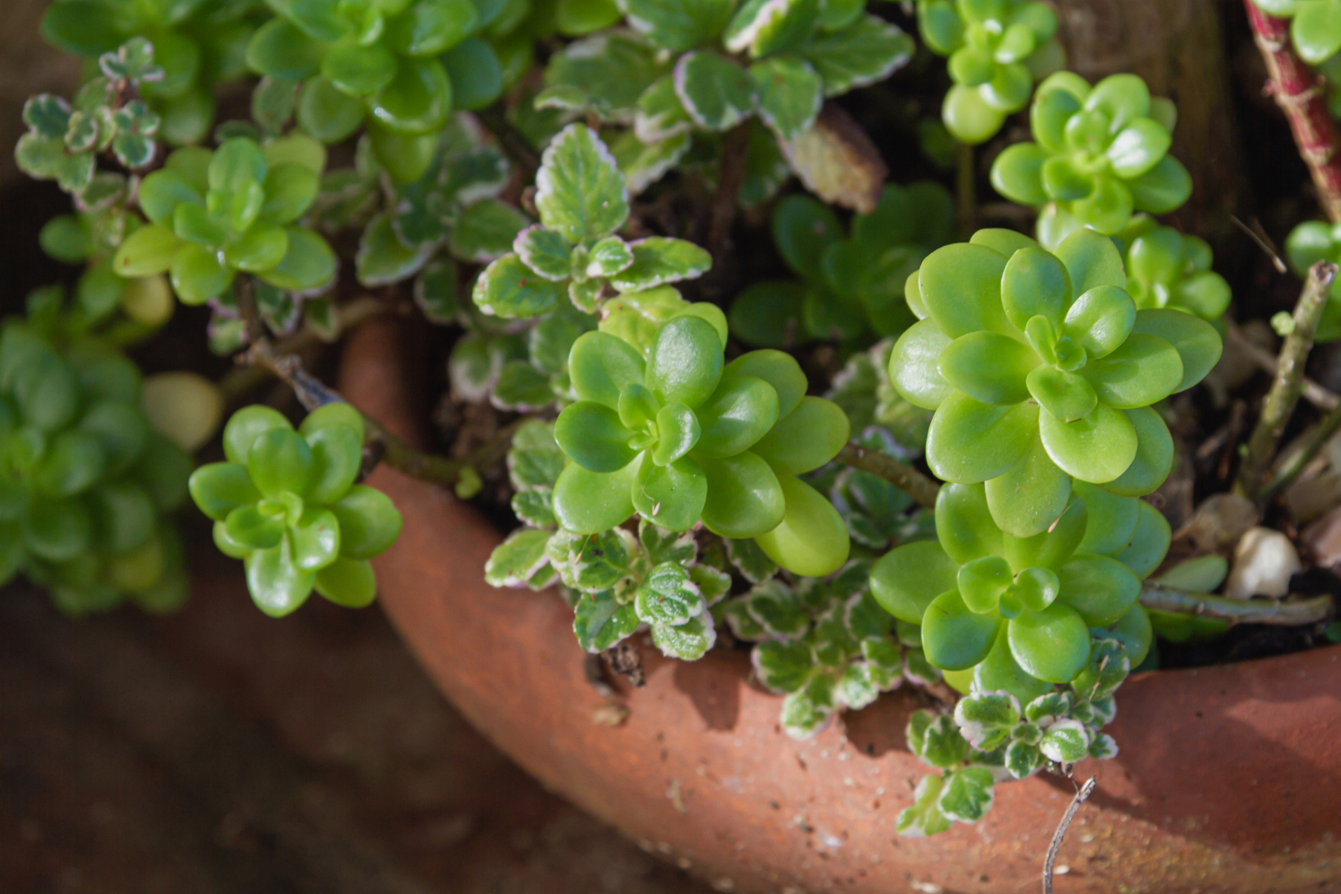 大家可能听过碰碰香这个名字,又或者被人唤作绒毛香茶菜.