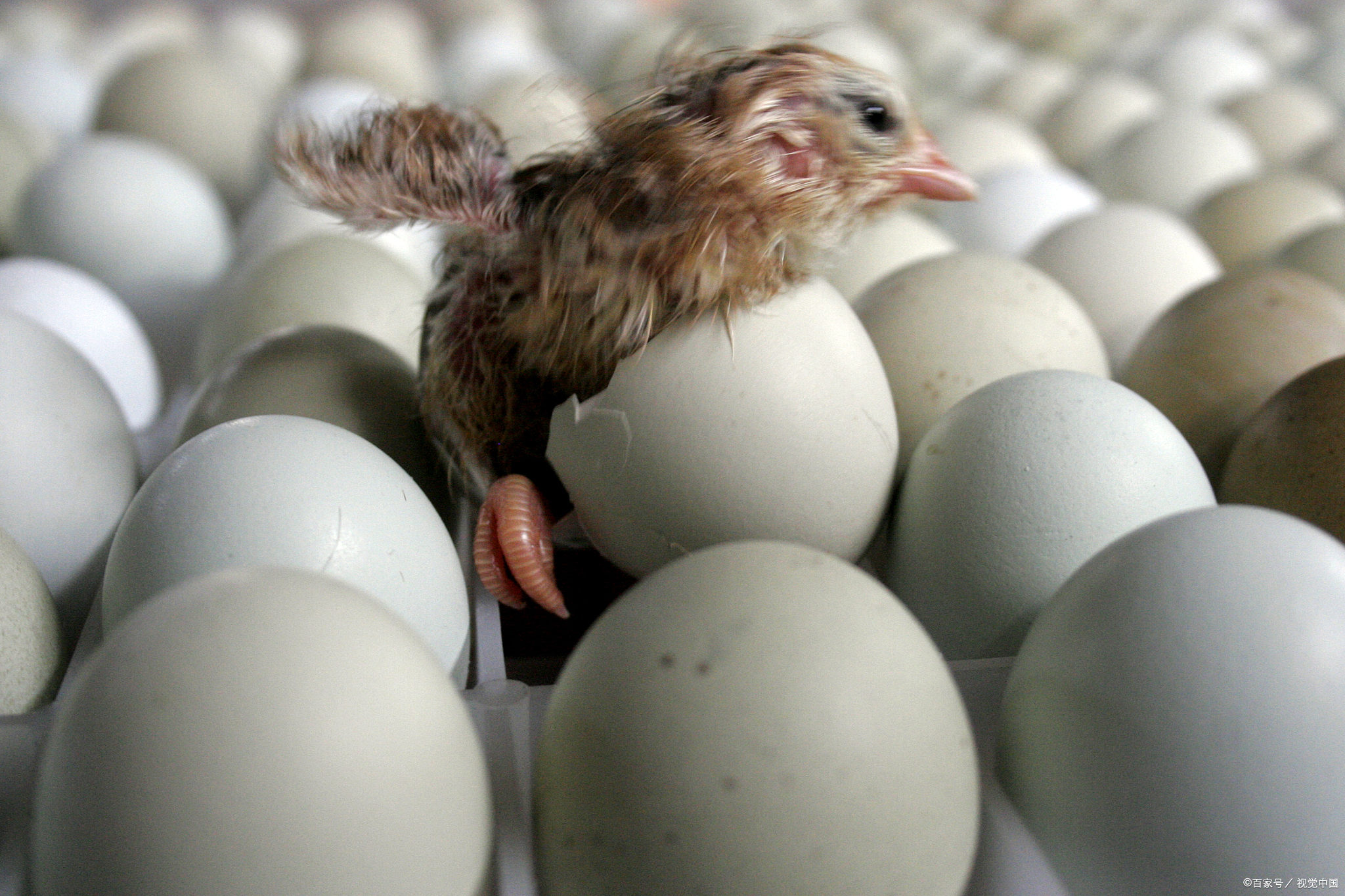 在鸟类或爬行动物中,无精蛋和有精蛋是指在卵的外观上是否有受精