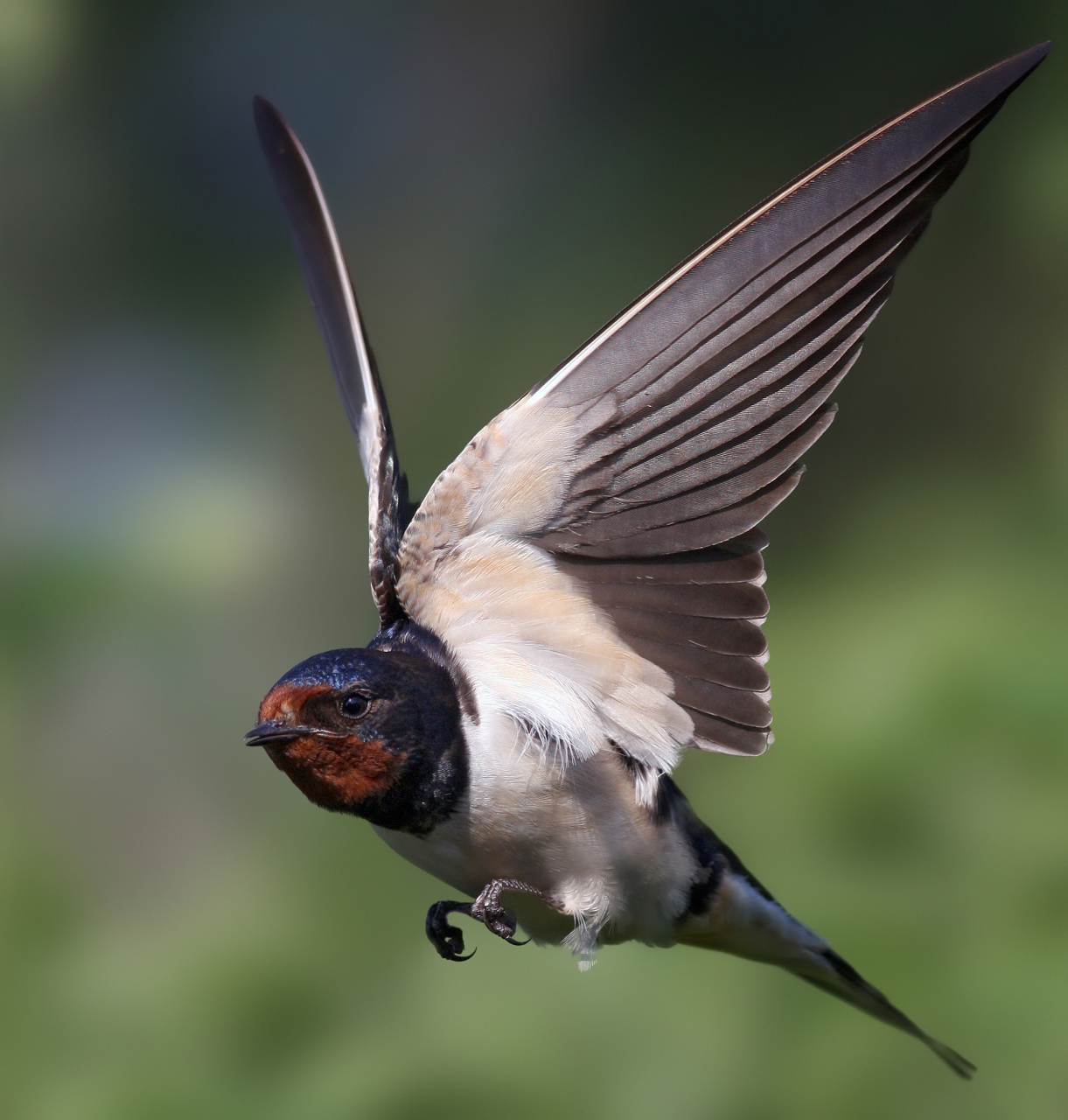 燕子在屋里飞来飞去是怎么回事 燕子飞进我家那天,我正准备做晚饭.