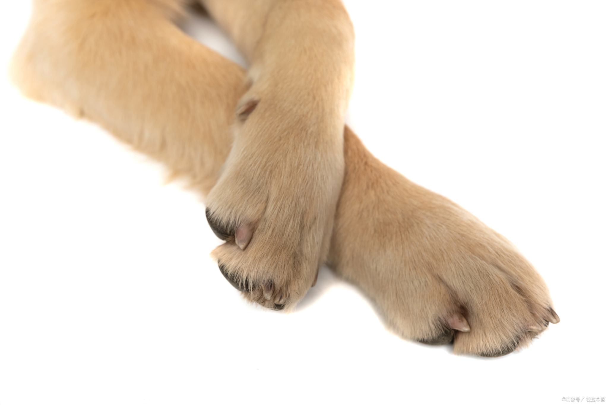 狗狗整天满地跑,为什么狗脚却不臭?揭秘狗狗的玉足的秘密!