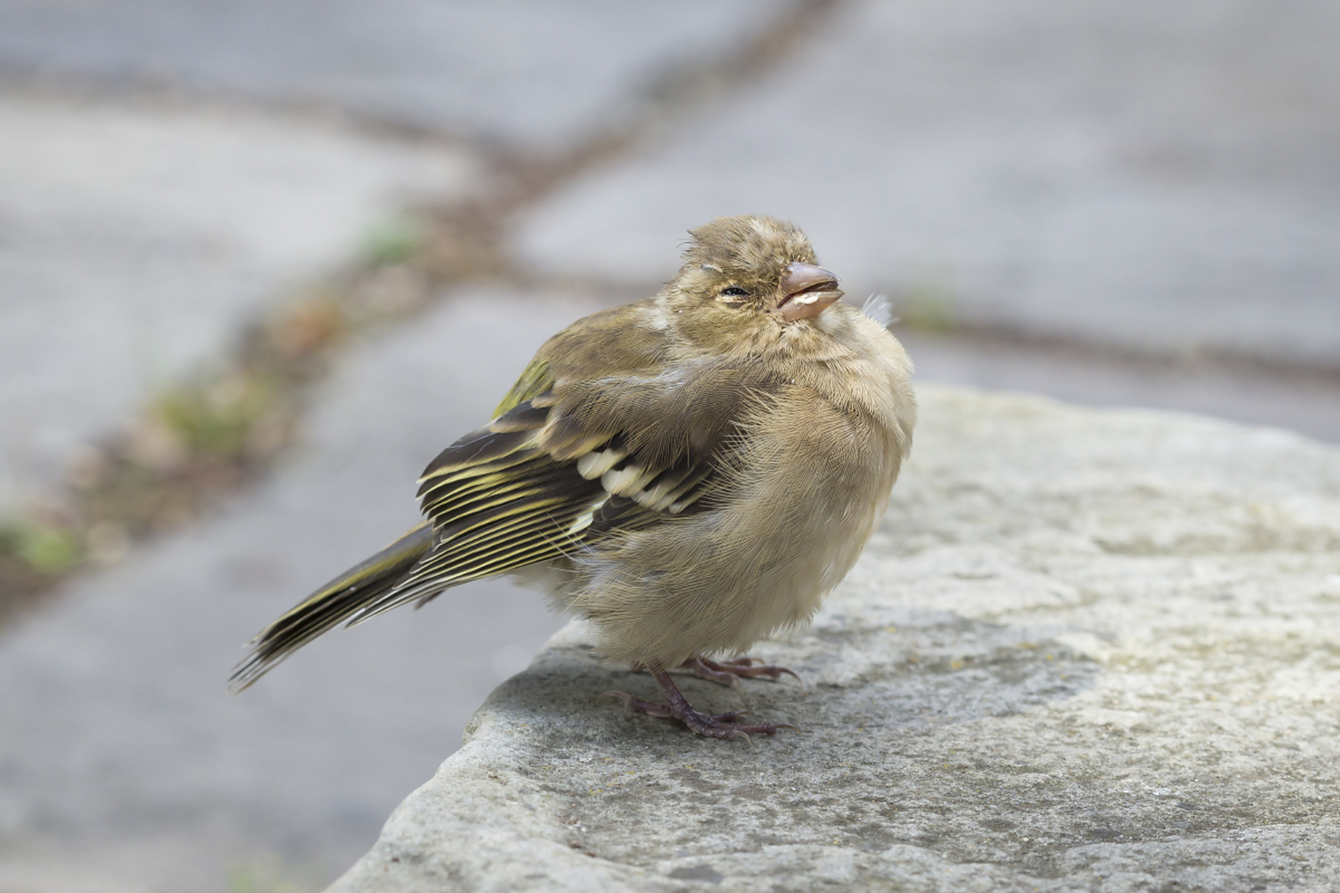 幼鸟的嗉囊是父母鸟暂存食物喂养雏鸟的结构.