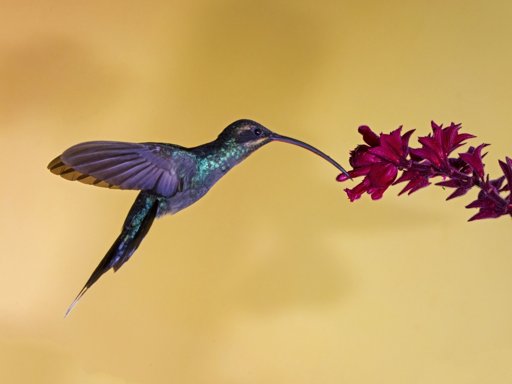 世界上最小的鸟类是马达加斯加的蜂鸟,体重只有2克左右.