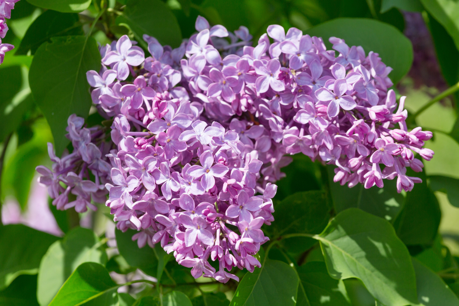 介绍了名字带有"香"的九种花卉,包括夜来香,晚香玉,郁金香,七里香