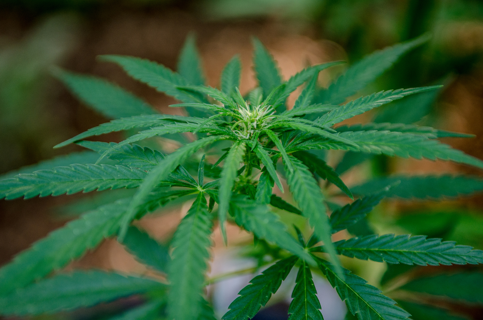 含羞草,学名含羞草(mimosa pudica),属于豆科多年生草本植物,原产热带