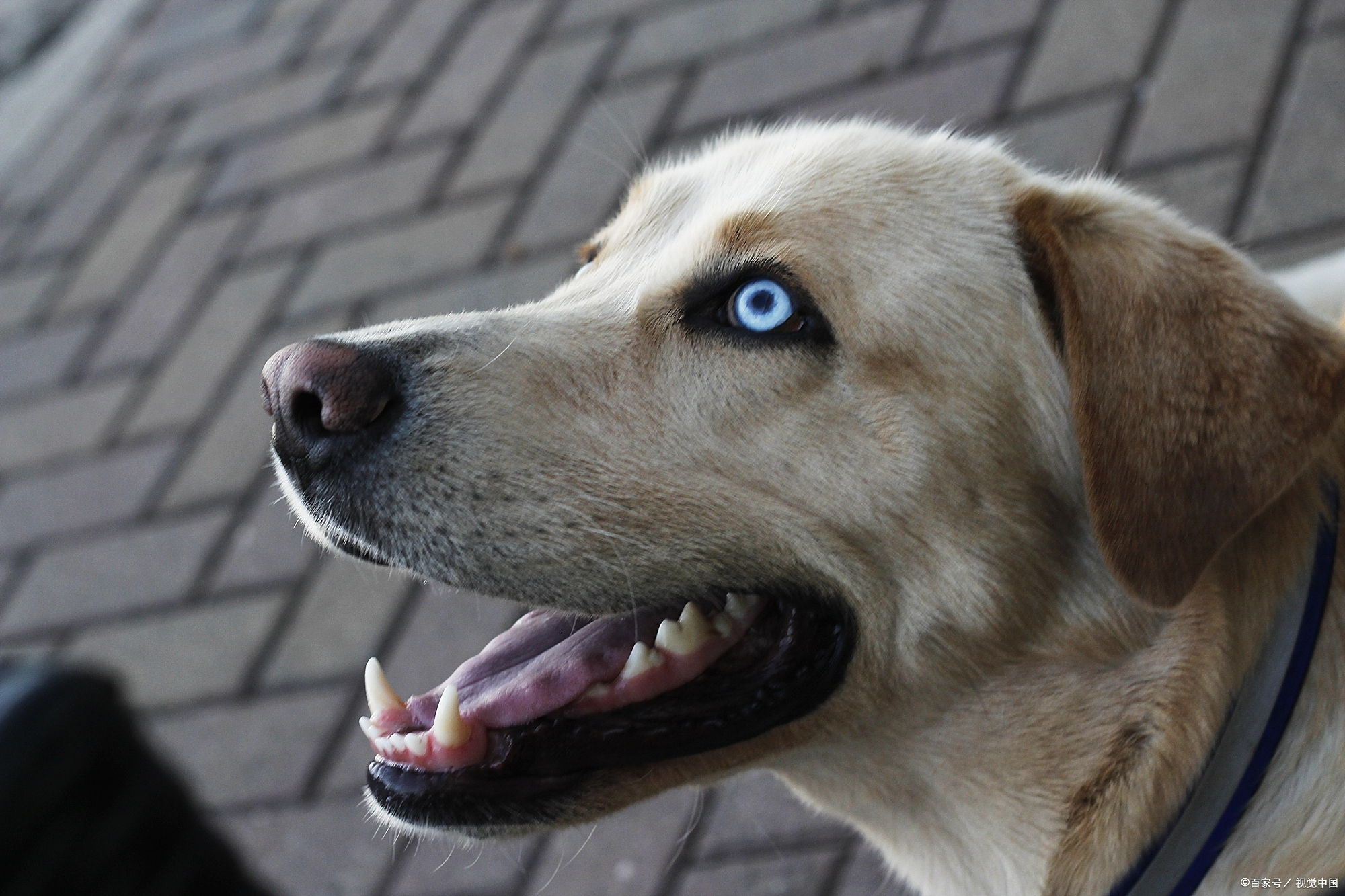 狗为什么嚎叫不停用爪子挠百科在线