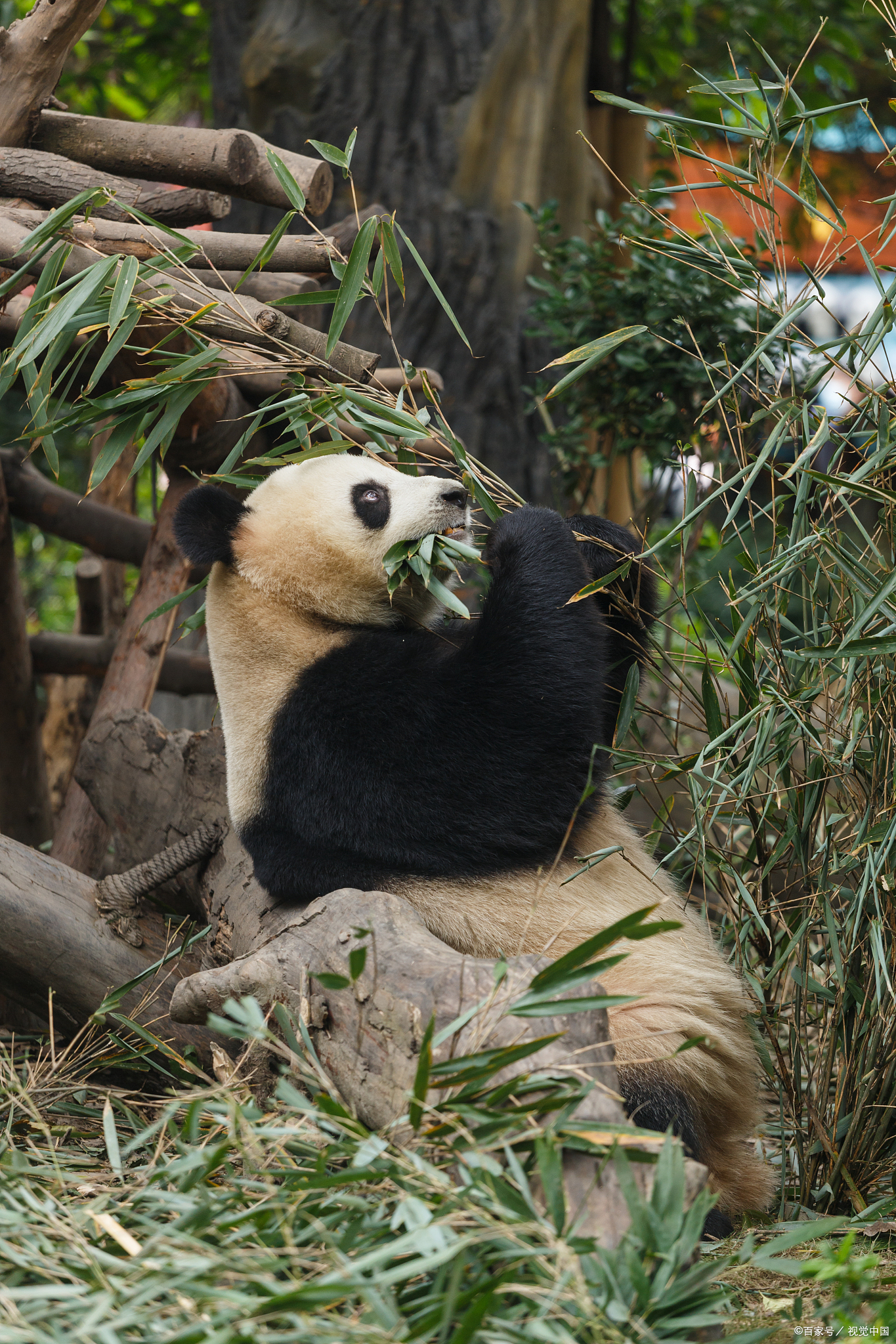 雅安熊猫基地,位于四川盆地的翠绿环抱之中,是全球瞩目的大熊猫繁育