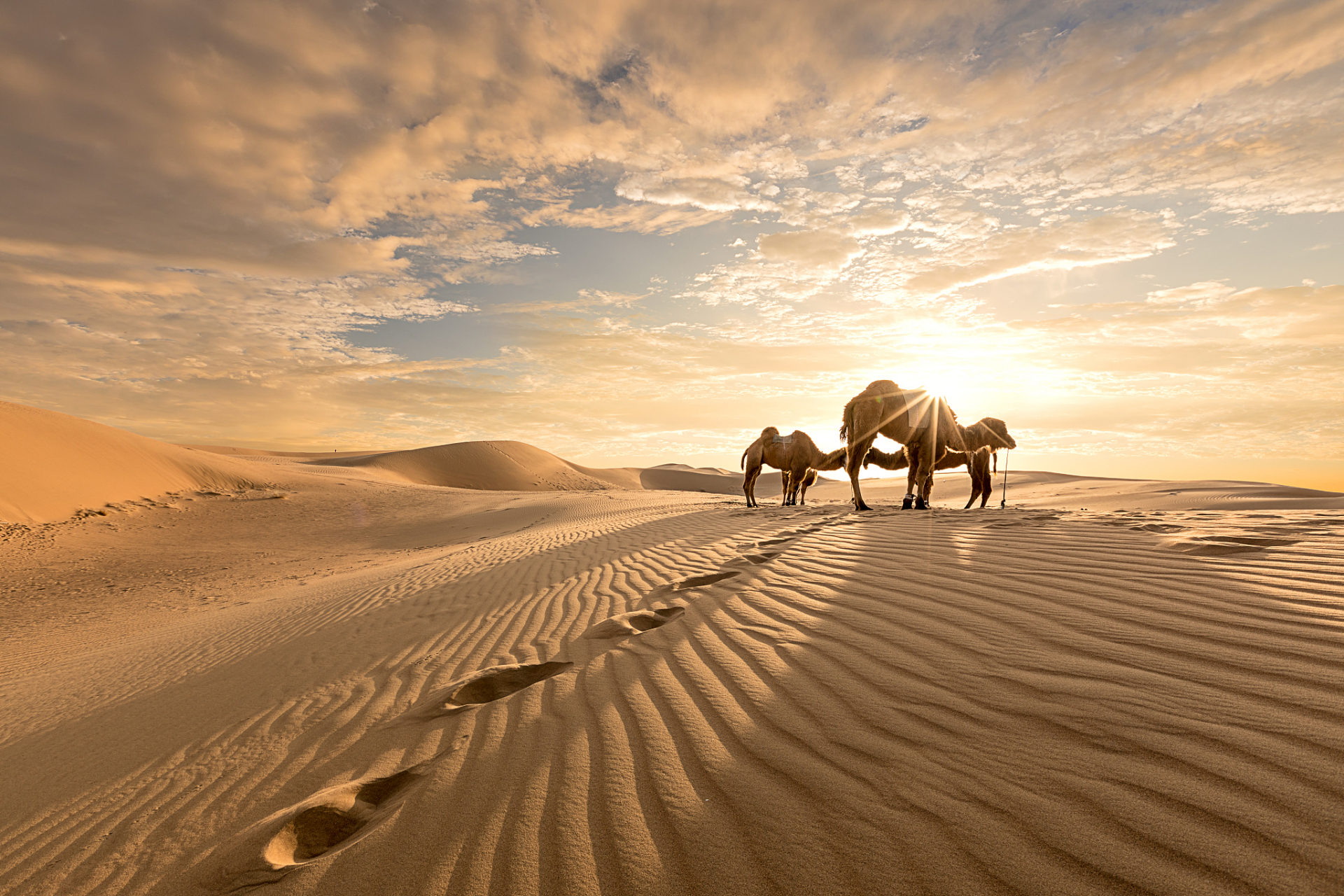 11566 沙漠骆驼是一种生活在干旱地区的双峰骆驼,通常在沙漠,荒漠