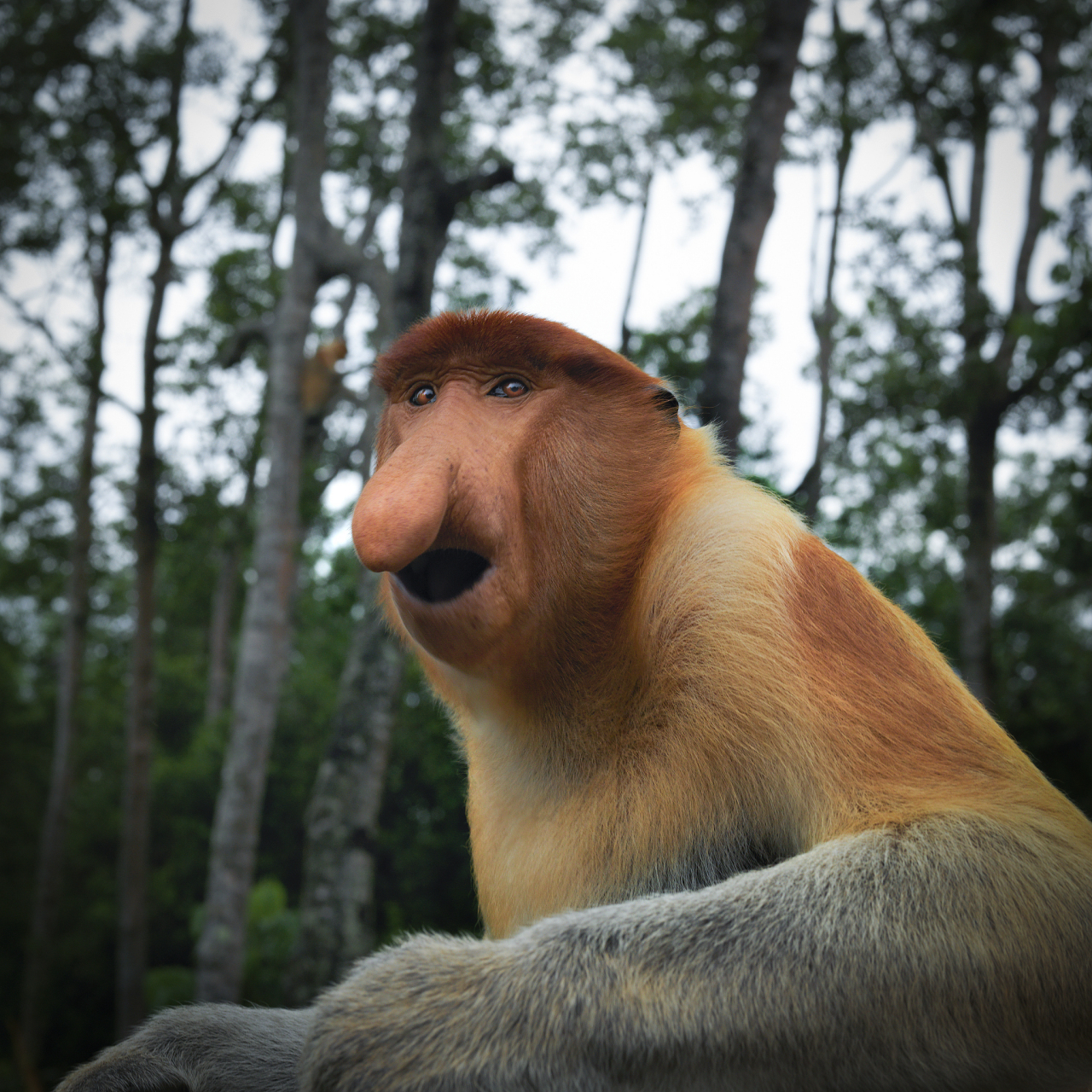 【模样滑稽的长鼻猴】长鼻猴分布在东南亚婆罗洲,成年雄性拥有巨大的