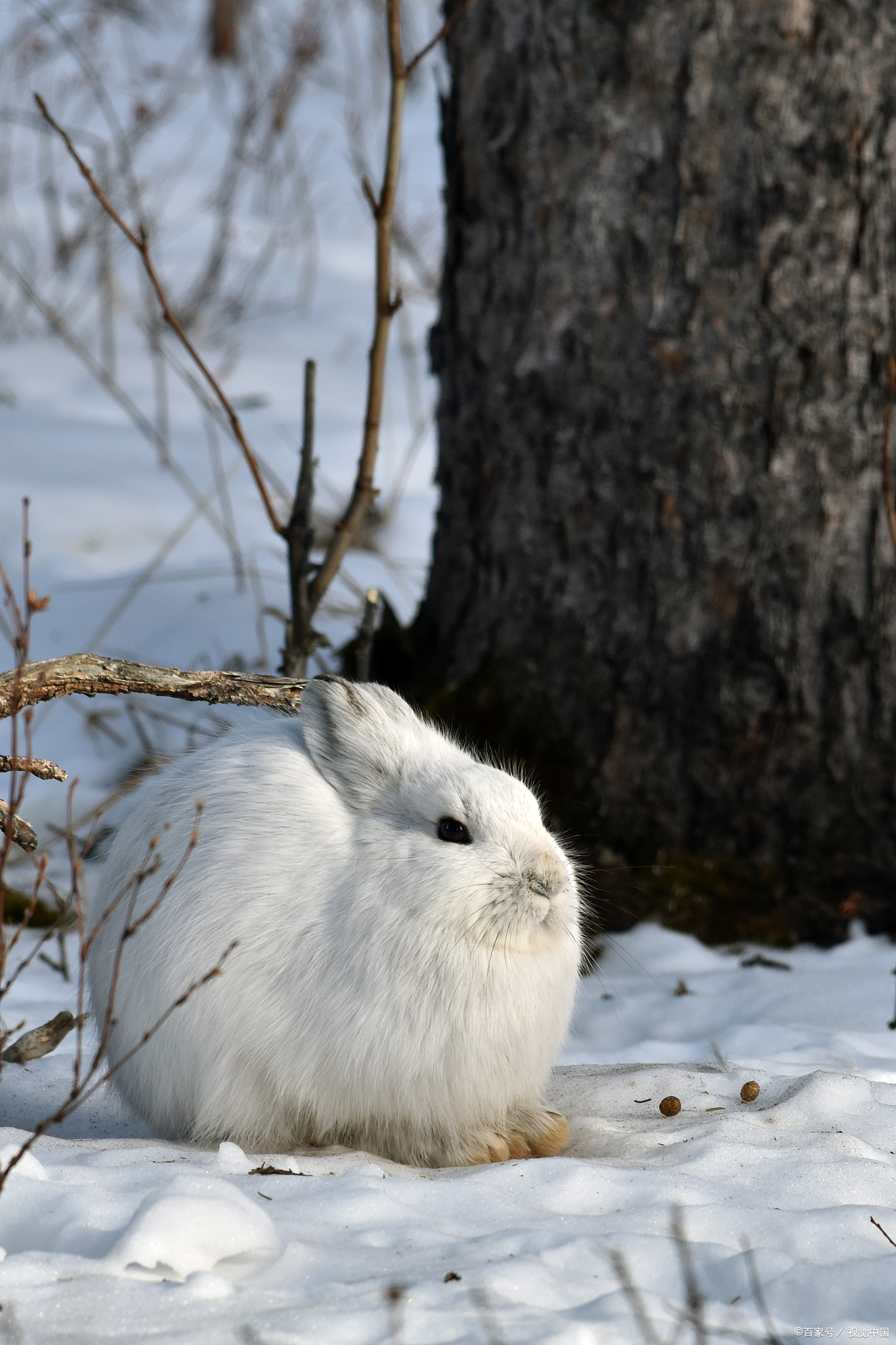 雪兔是冬日仙境中的灵动仙子,它们身披洁白无瑕的绒毛大衣,在皑皑白雪