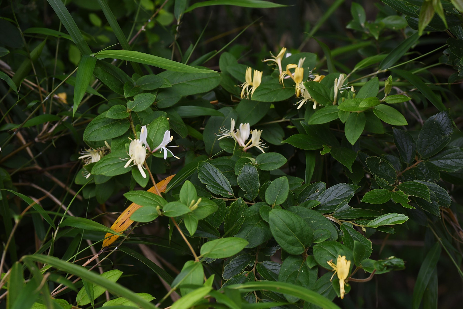 就在上周,我家就因为误用了断肠草煲汤,差点闹出大事故!