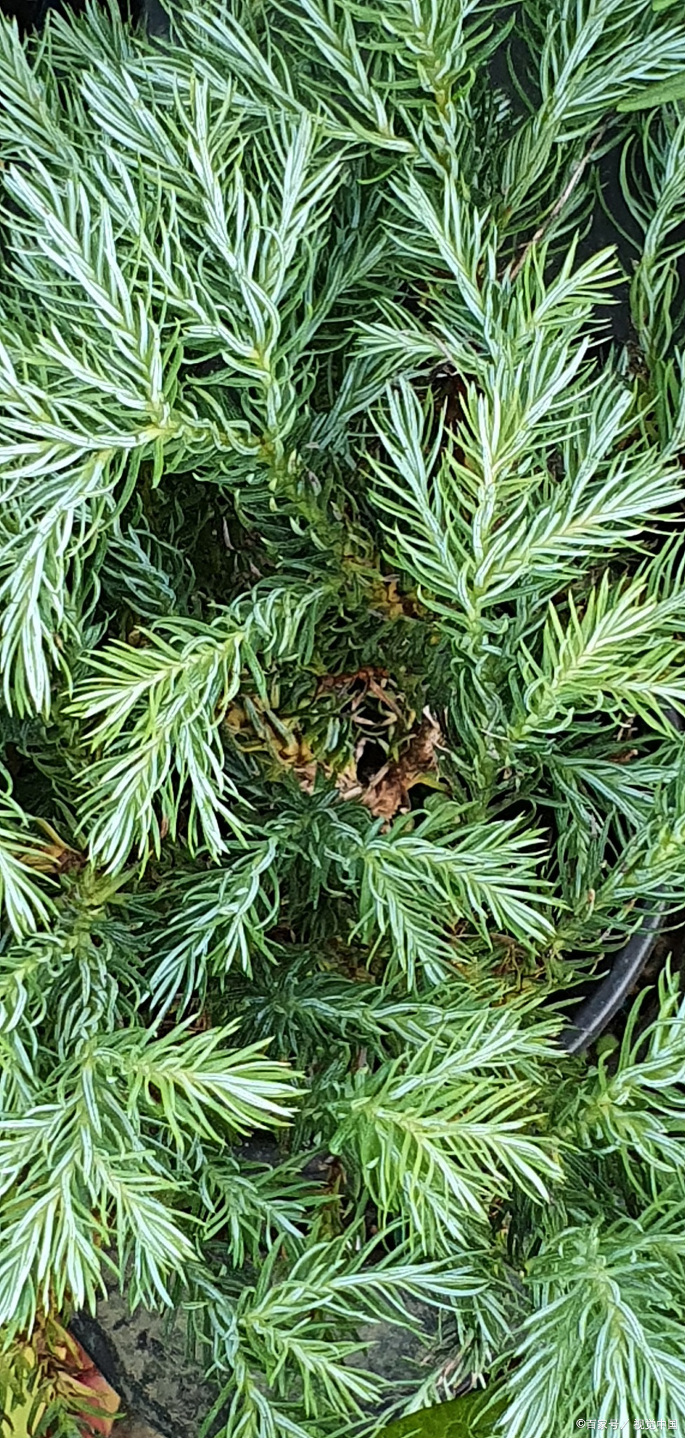 蓬莱松的养殖方法和注意事项