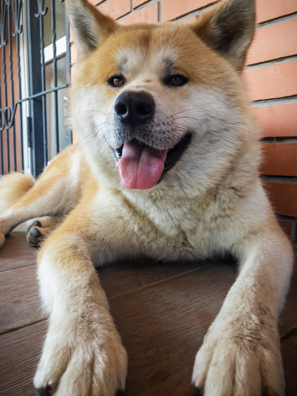 日本秋田犬多少钱图片