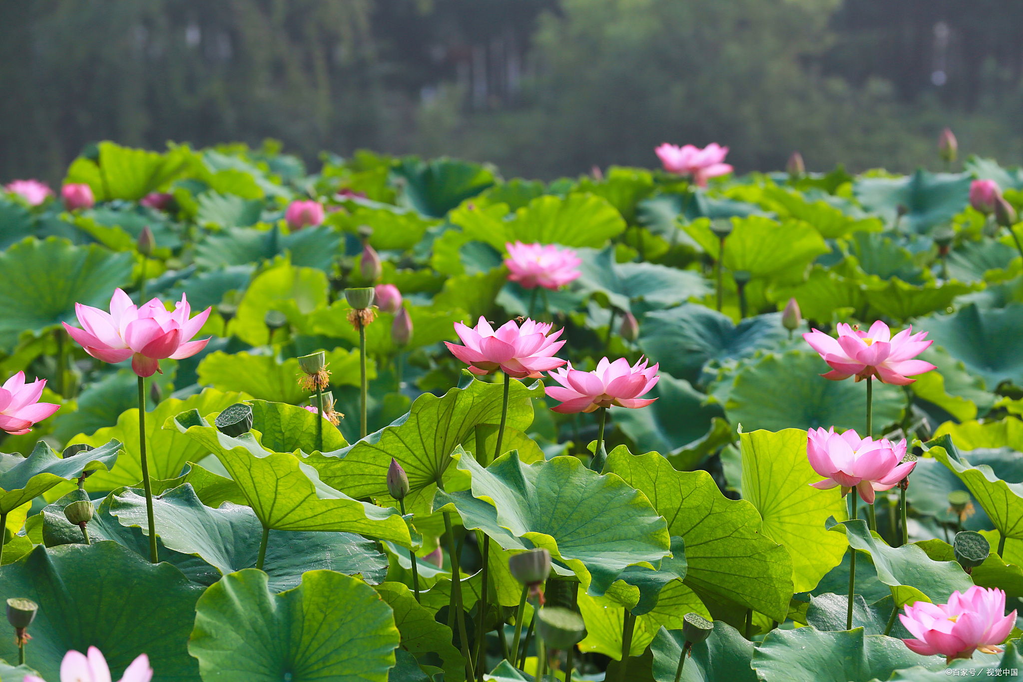 夏天荷花池横版图片 高清池塘的荷花荷花实景电脑壁纸有山有水有荷花