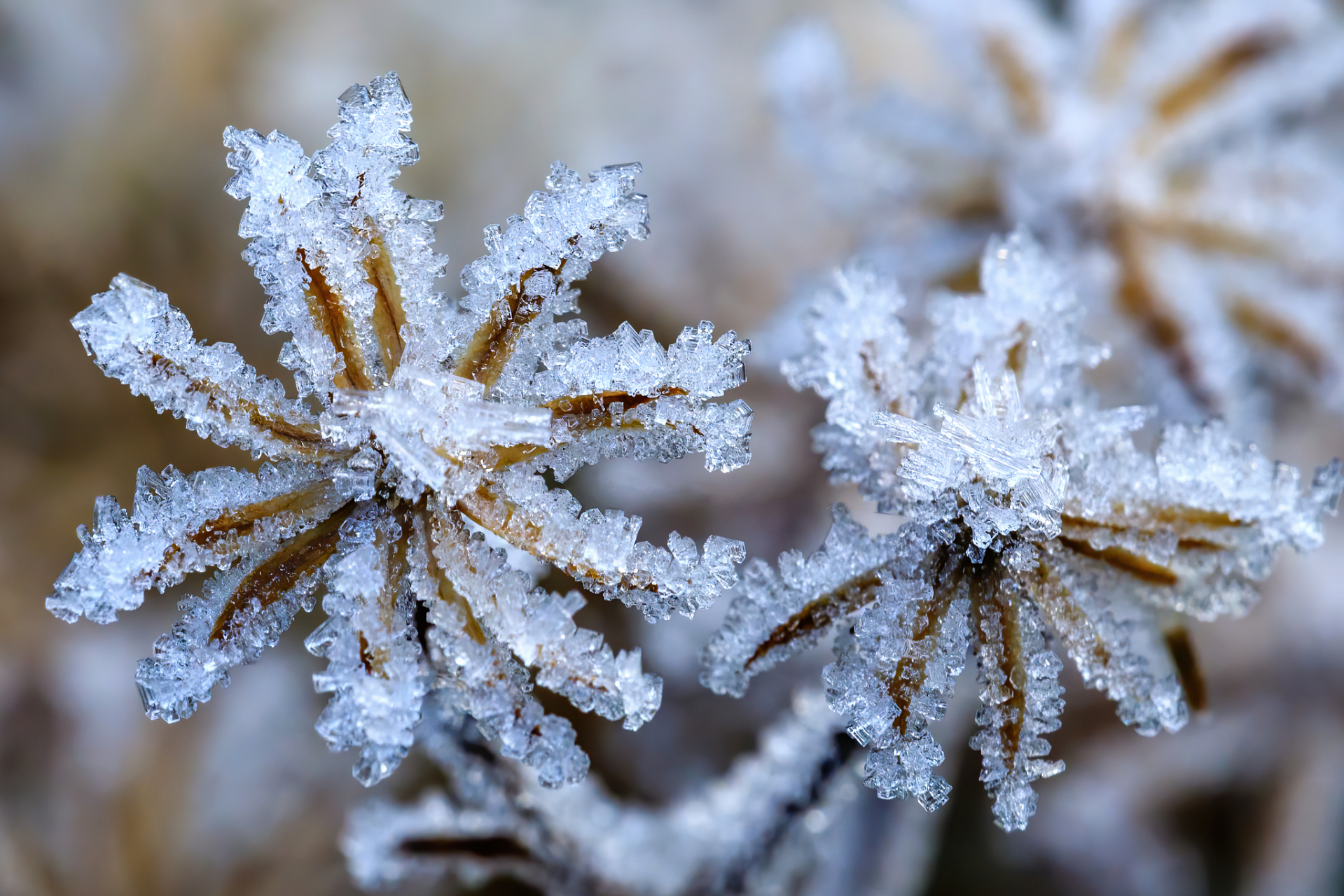 霜雪不相思,又是一年冬