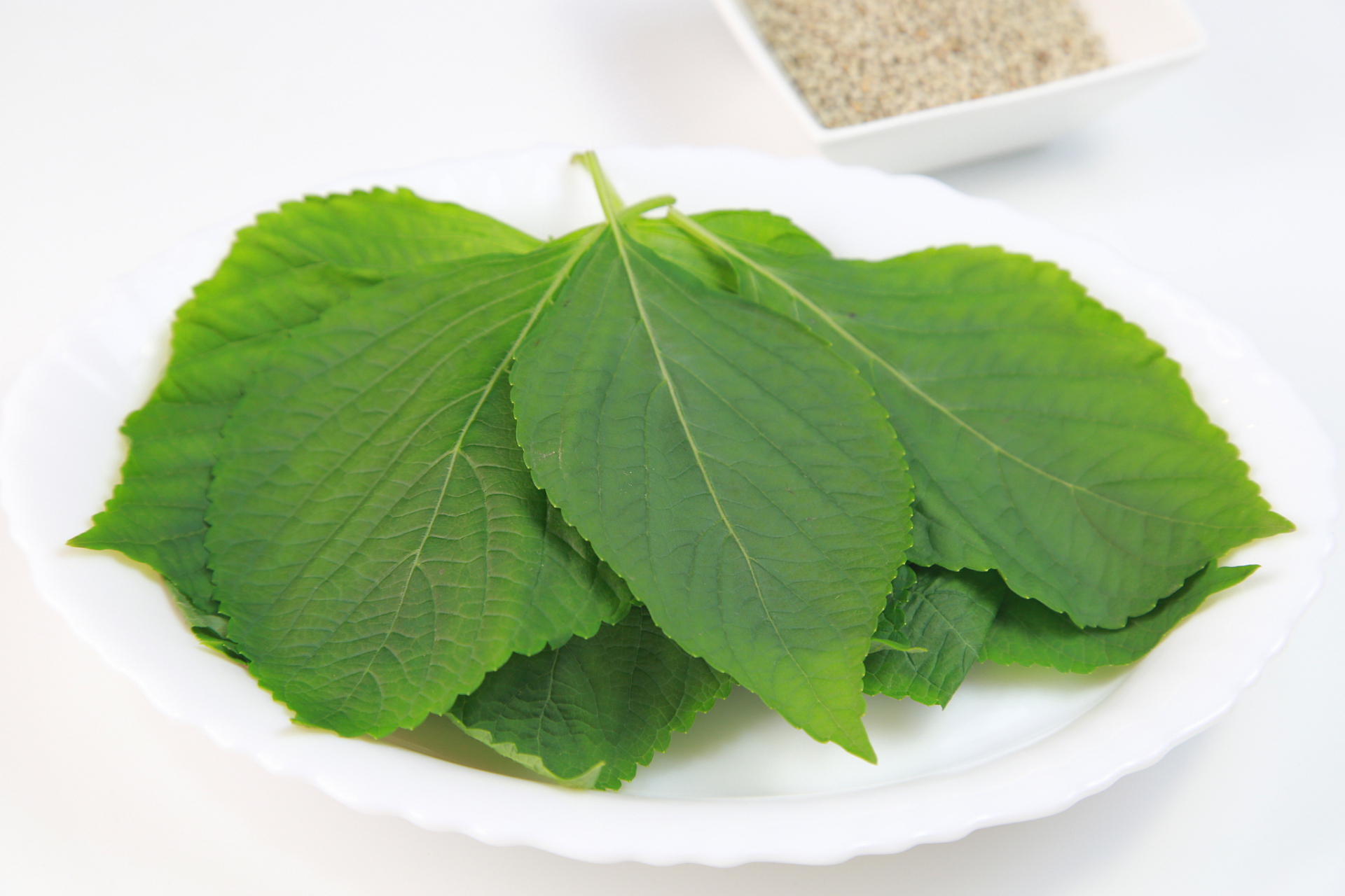 降脂降糖话桑叶