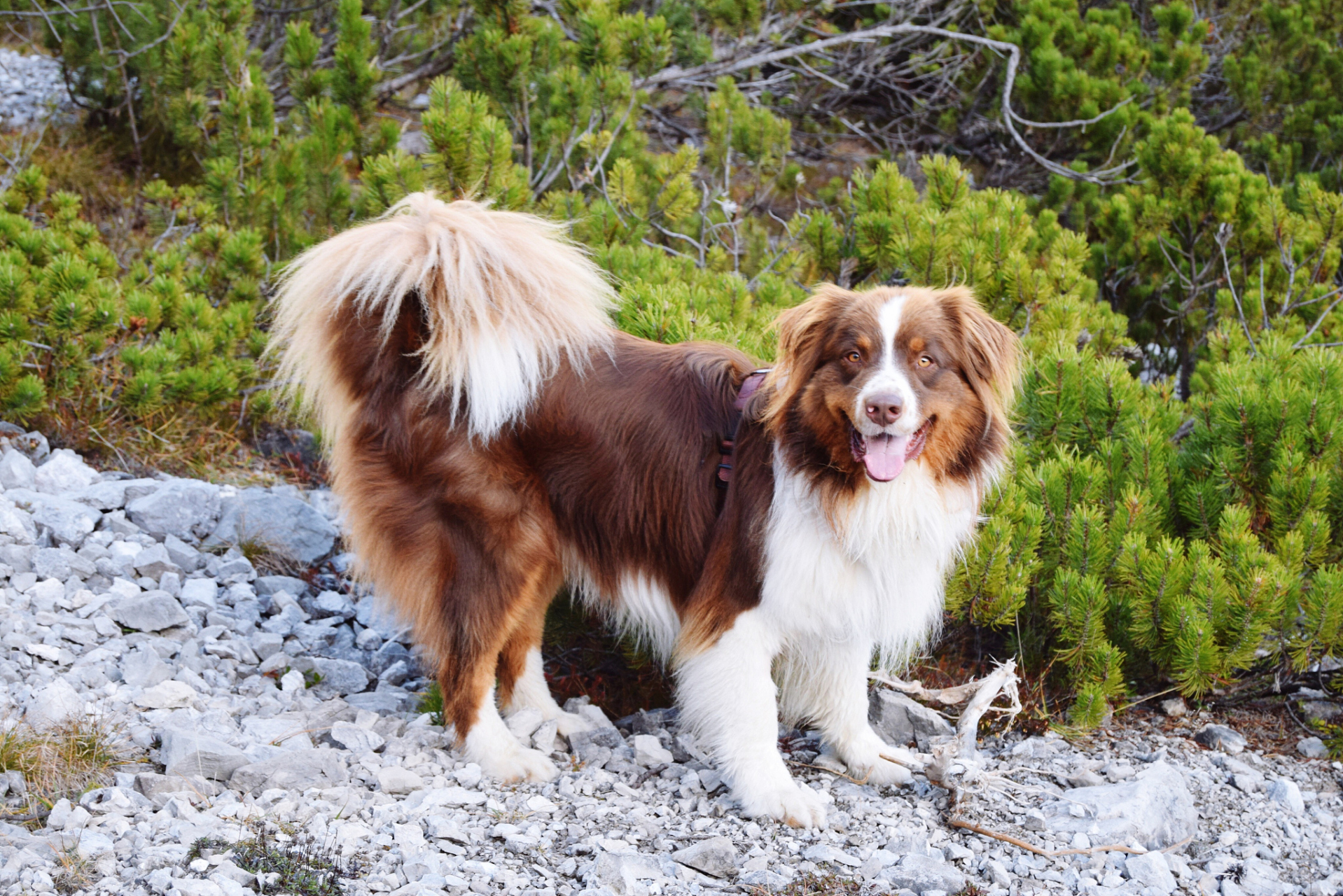 和其他许多犬种一样,爱尔兰红白雪达犬也需要定期的梳理和洁齿,以保持