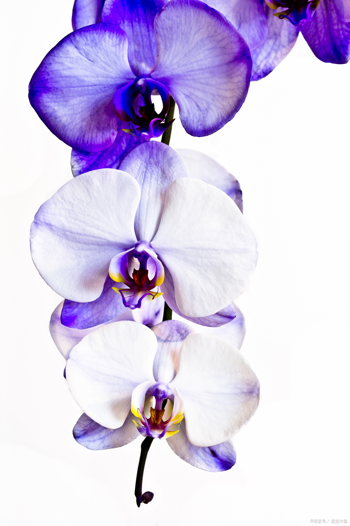 蝴蝶花是鸢尾科鸢尾属的多年生草本植物,具有以下特征:  高度:通常高