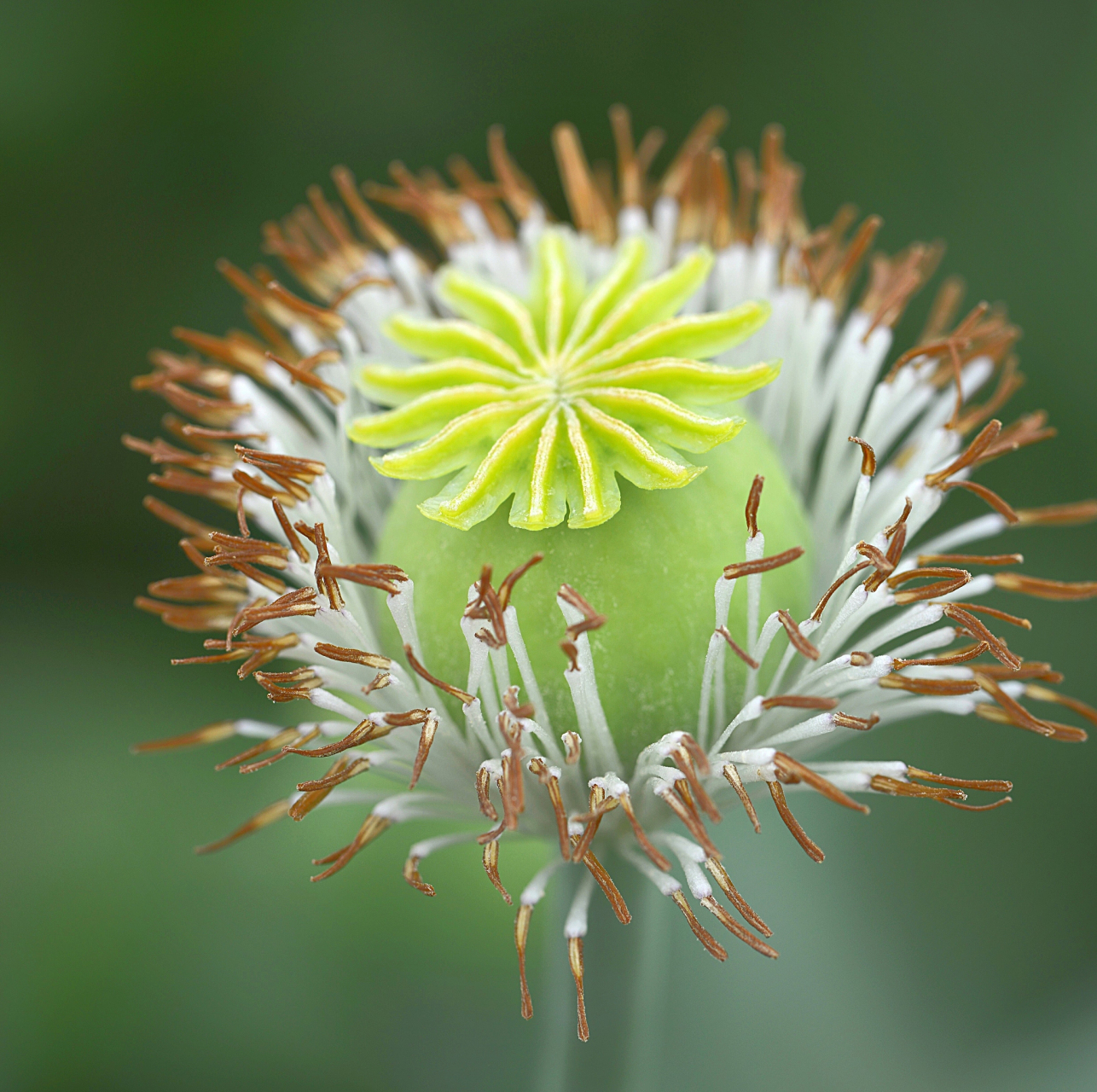 微观世界中,植物静静地生长着, 沐浴着阳光和雨露,默默地焕发生机.