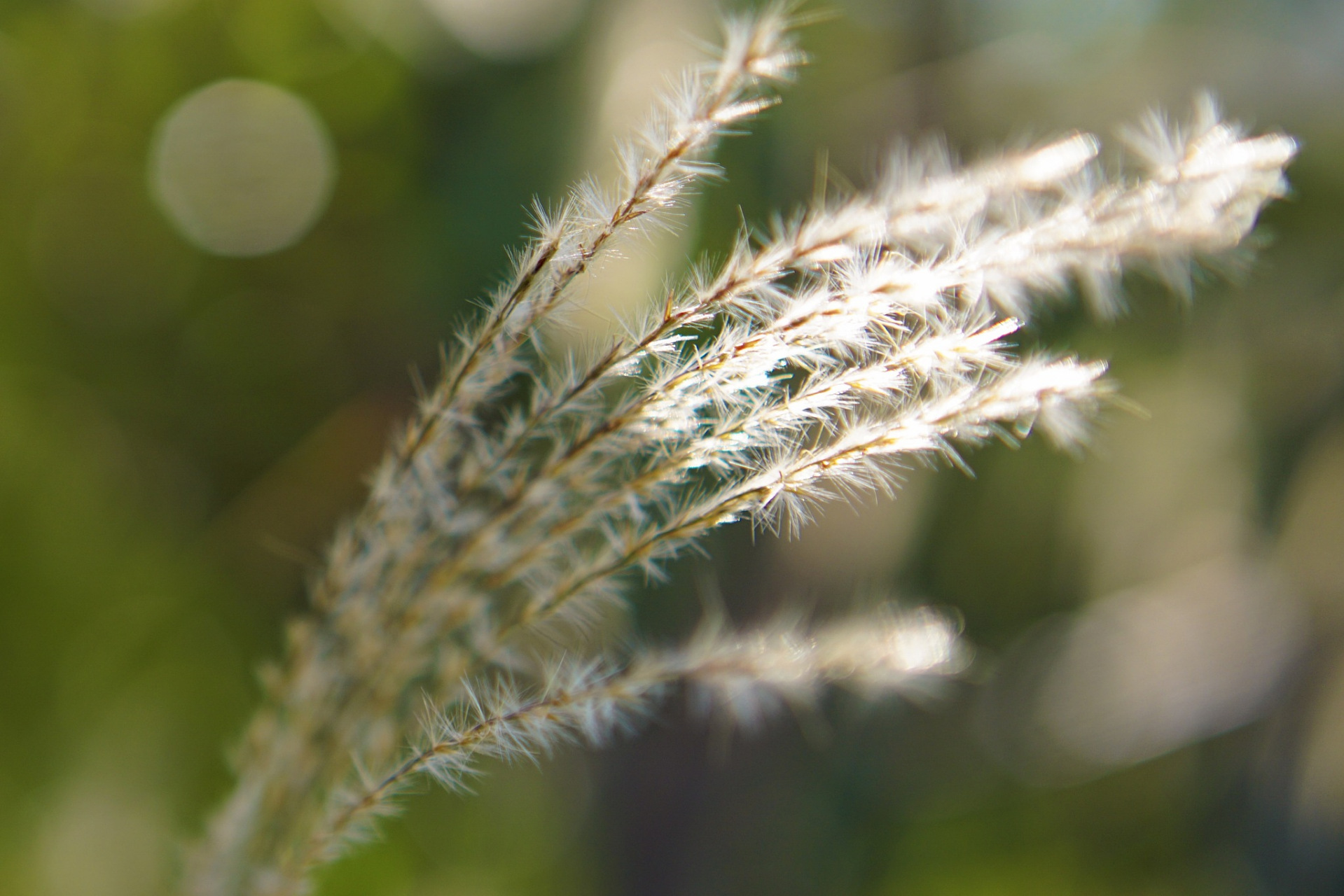 狗尾巴草,那是一种自由的美丽,一种对生命的追寻.