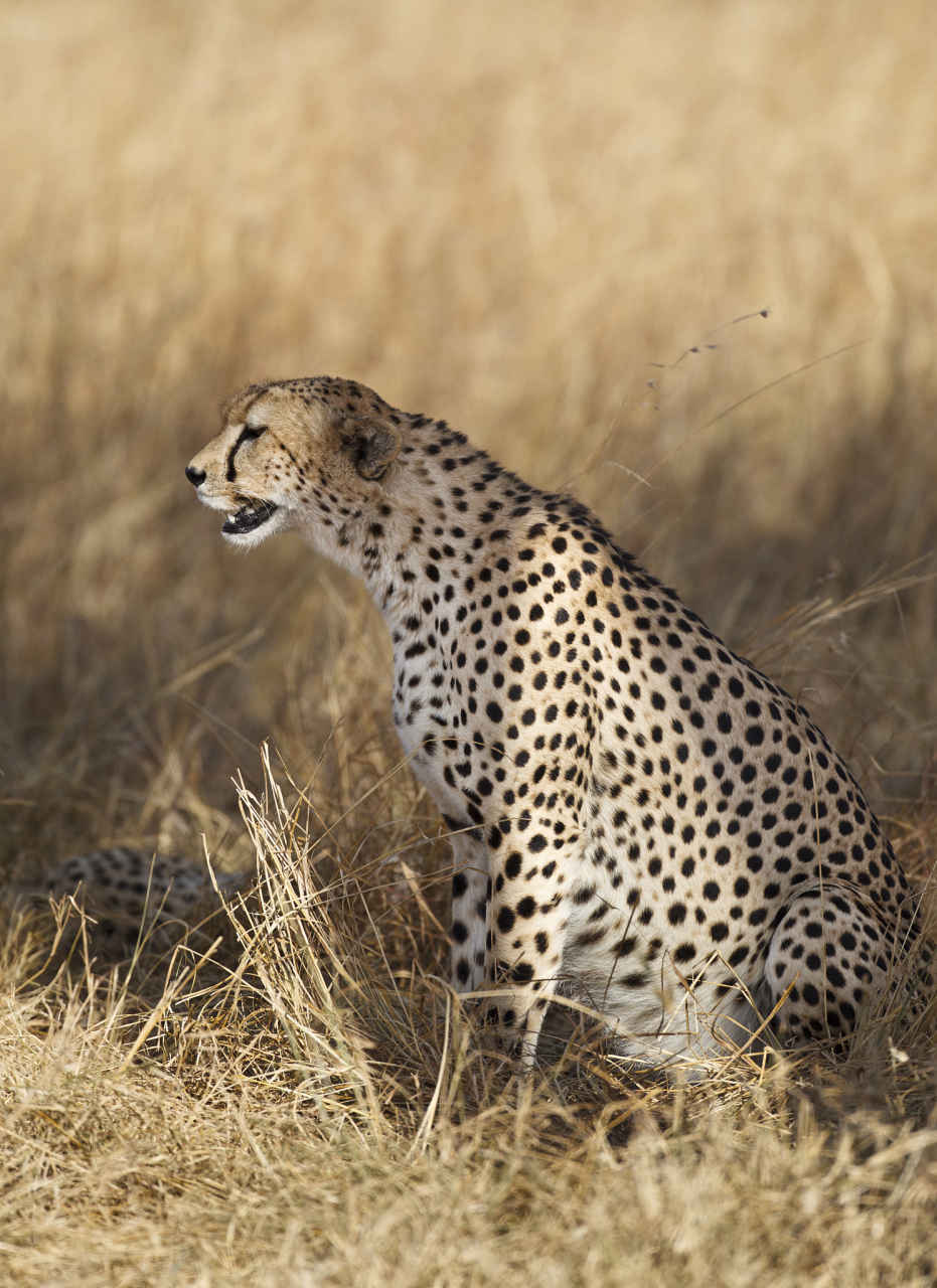 速度之王: 猎豹(acinonyx jubatus)是地球上奔跑速度最快的陆地动物